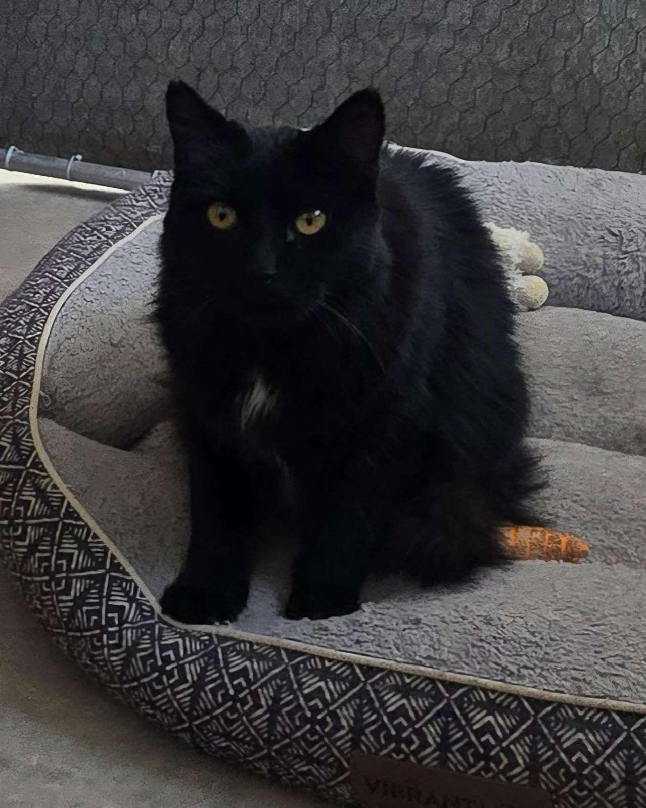 Prince, ADOPTABLE, Adult Male Domestic Long Hair.