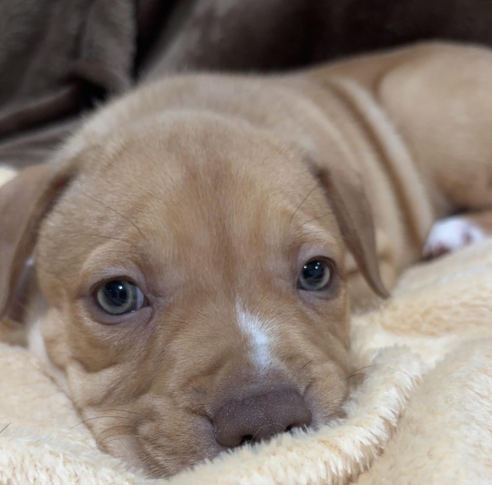 Enlarge Ida, a Adopted mixed breed in Wendell, NC image 1/5