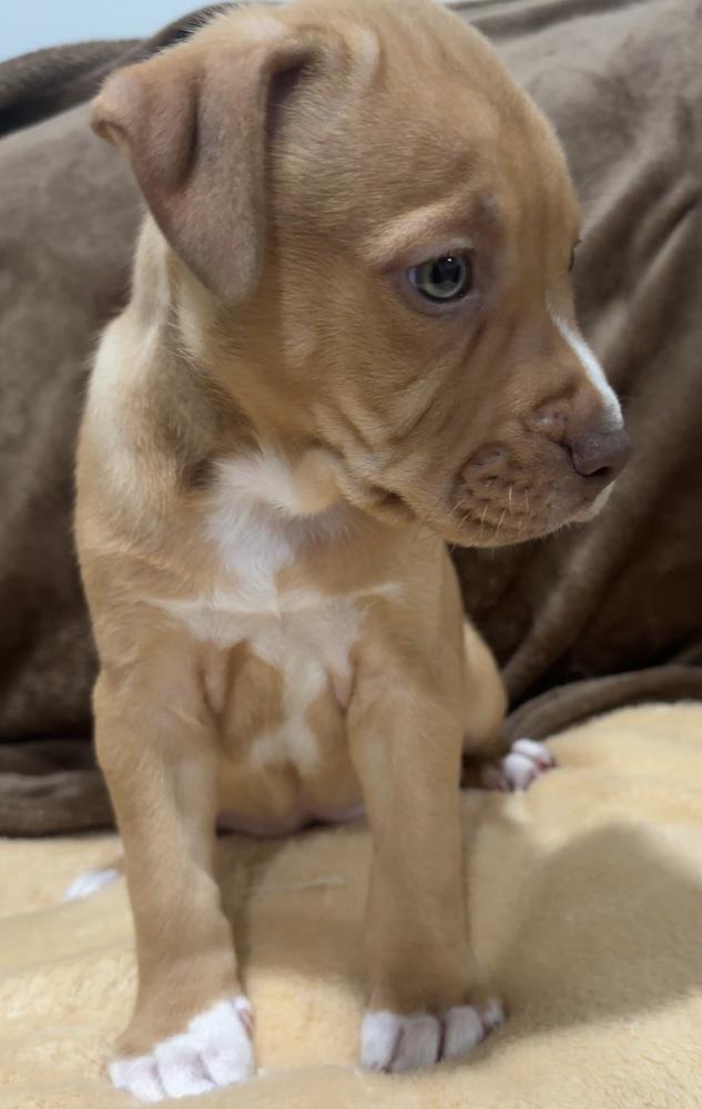 Enlarge Ida, a Adopted mixed breed in Wendell, NC image 2/5