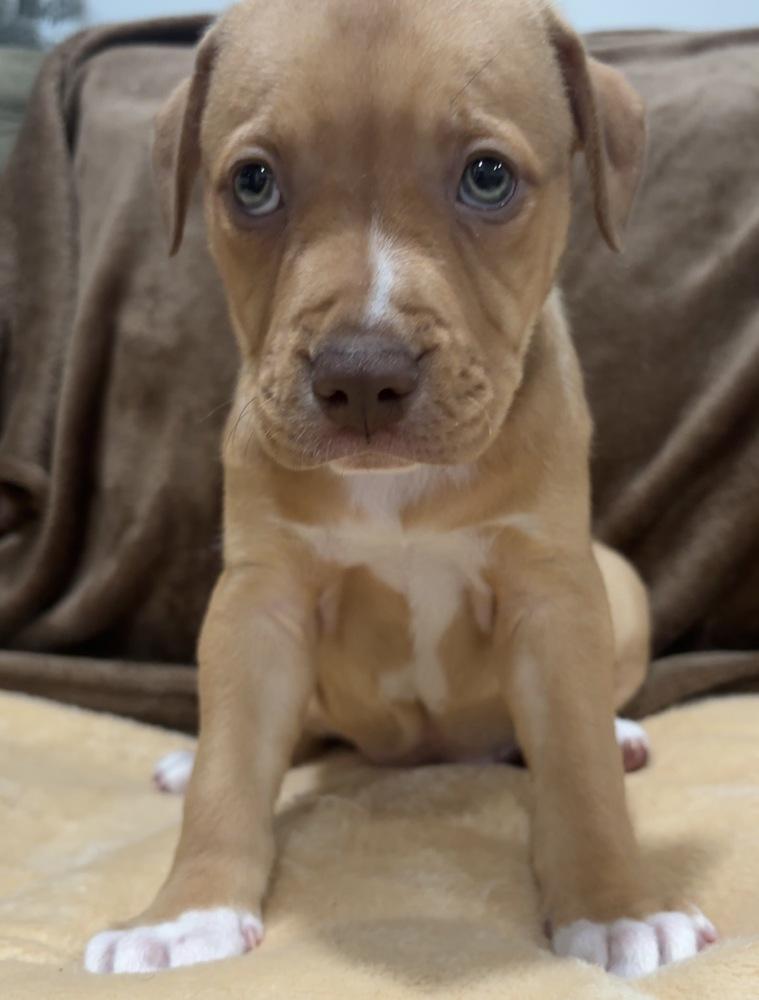 Enlarge Ida, a Adopted mixed breed in Wendell, NC image 3/5