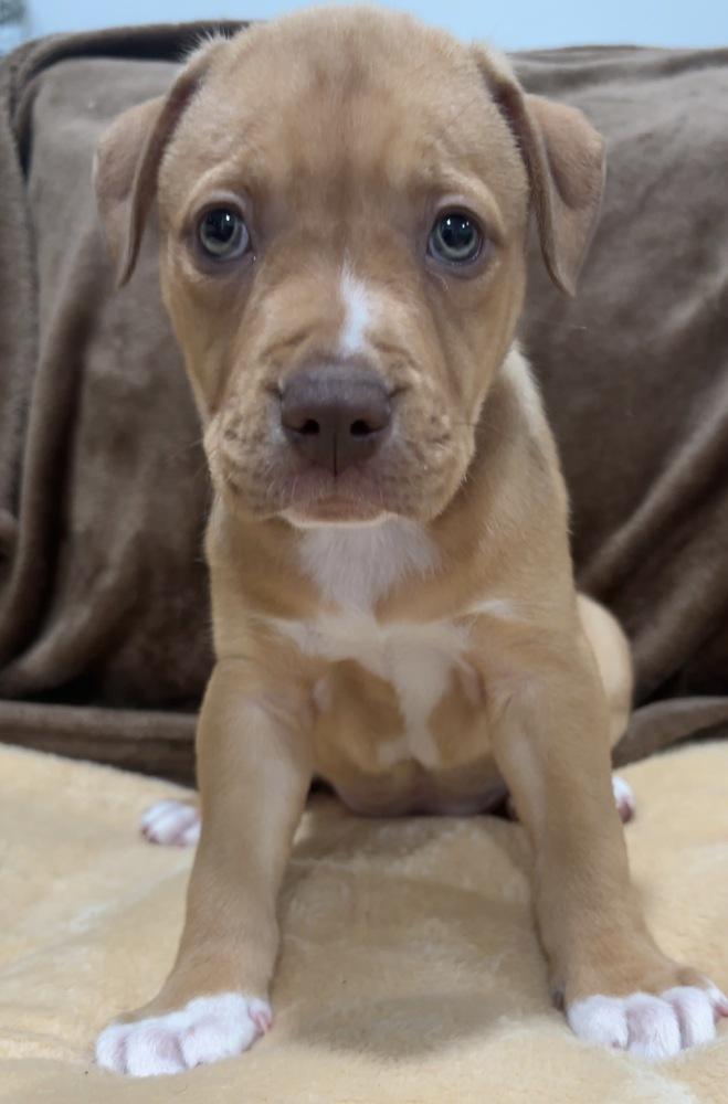 Enlarge Ida, a Adopted mixed breed in Wendell, NC image 5/5