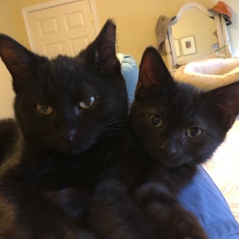 Juno & Butterball, ADOPTABLE, Kitten Female Domestic Short Hair & Bombay.