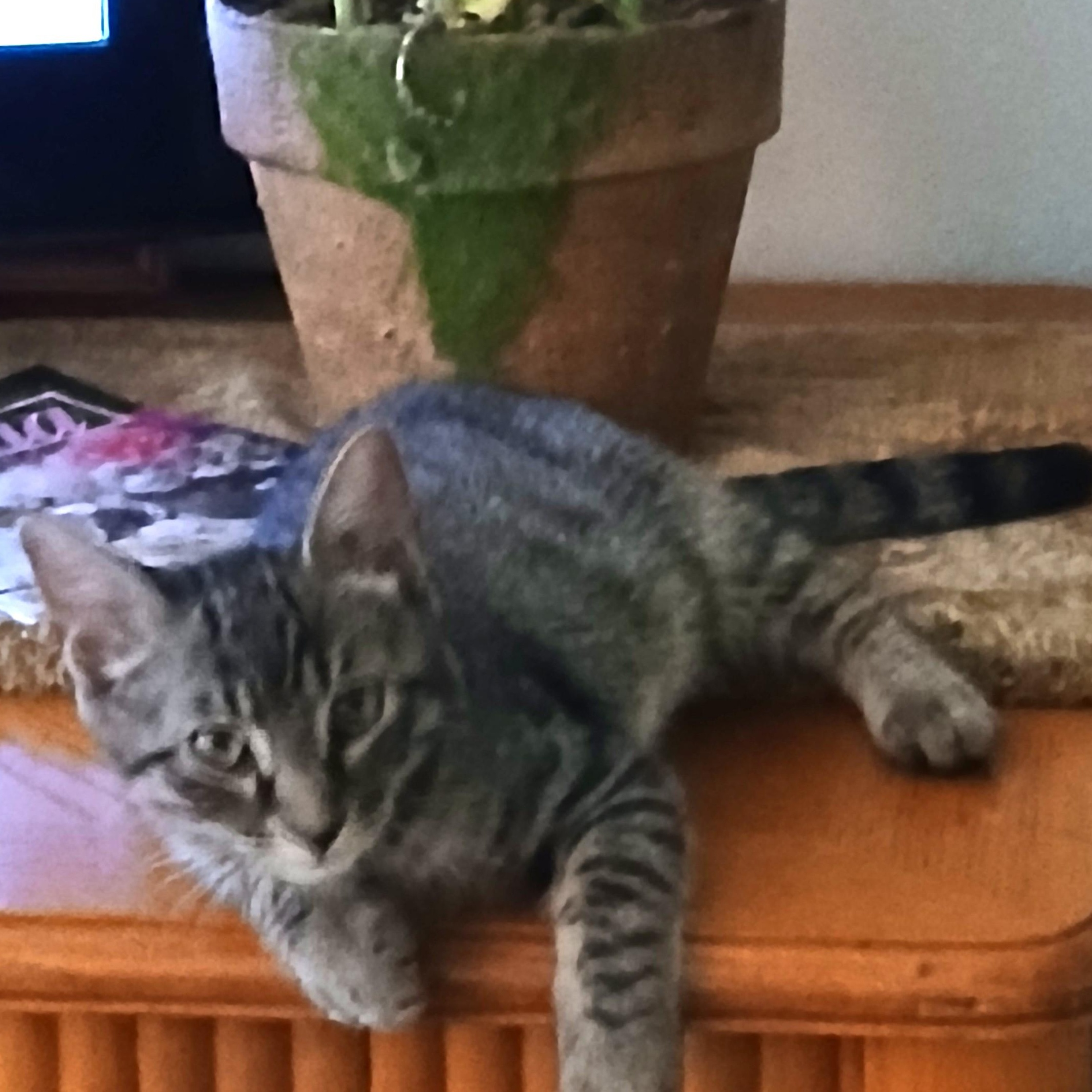 Enlarge Bilbo, a Adoptable Tabby in Colfax, CA image 6/6