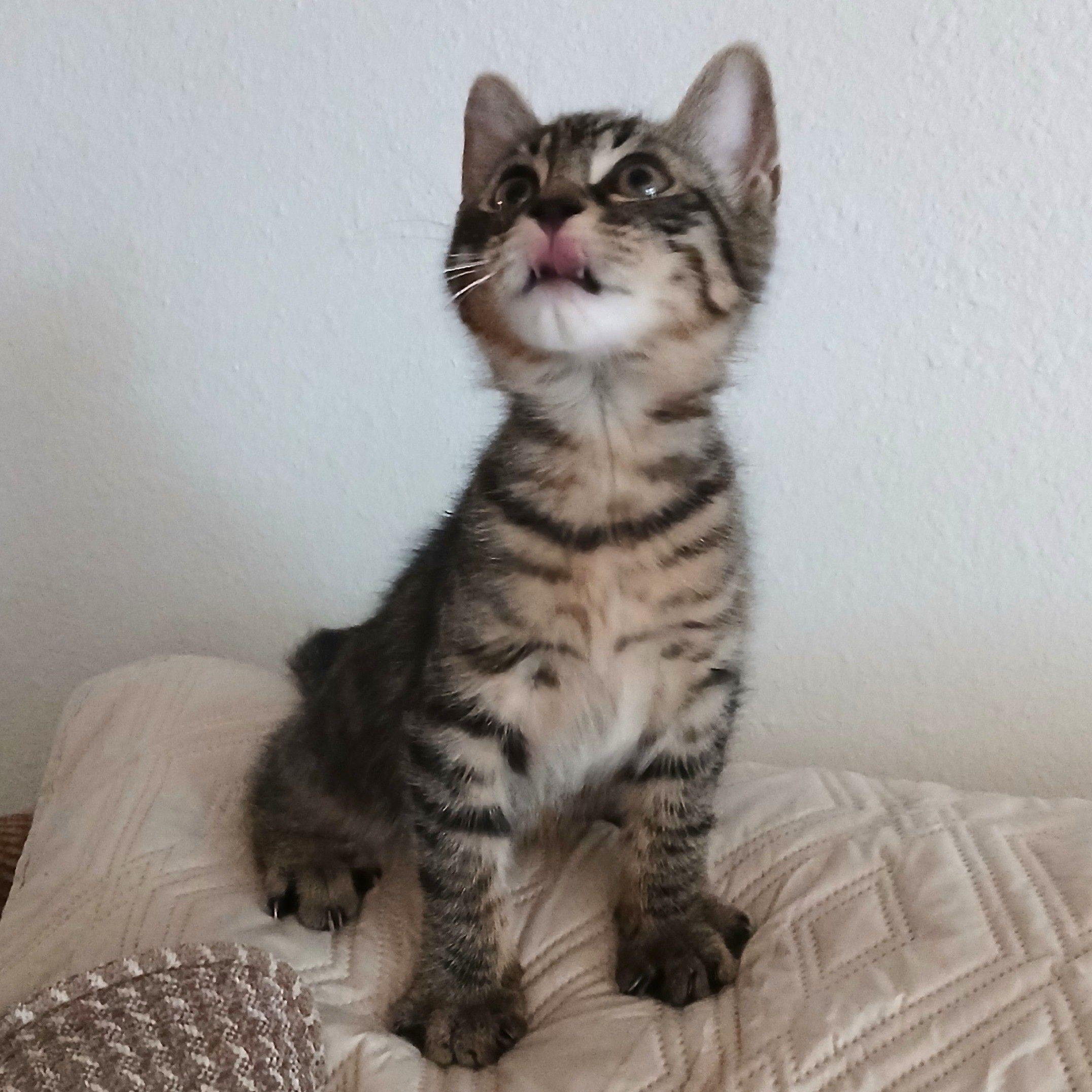 Enlarge Bilbo, a Adoptable Tabby in Colfax, CA image 2/6