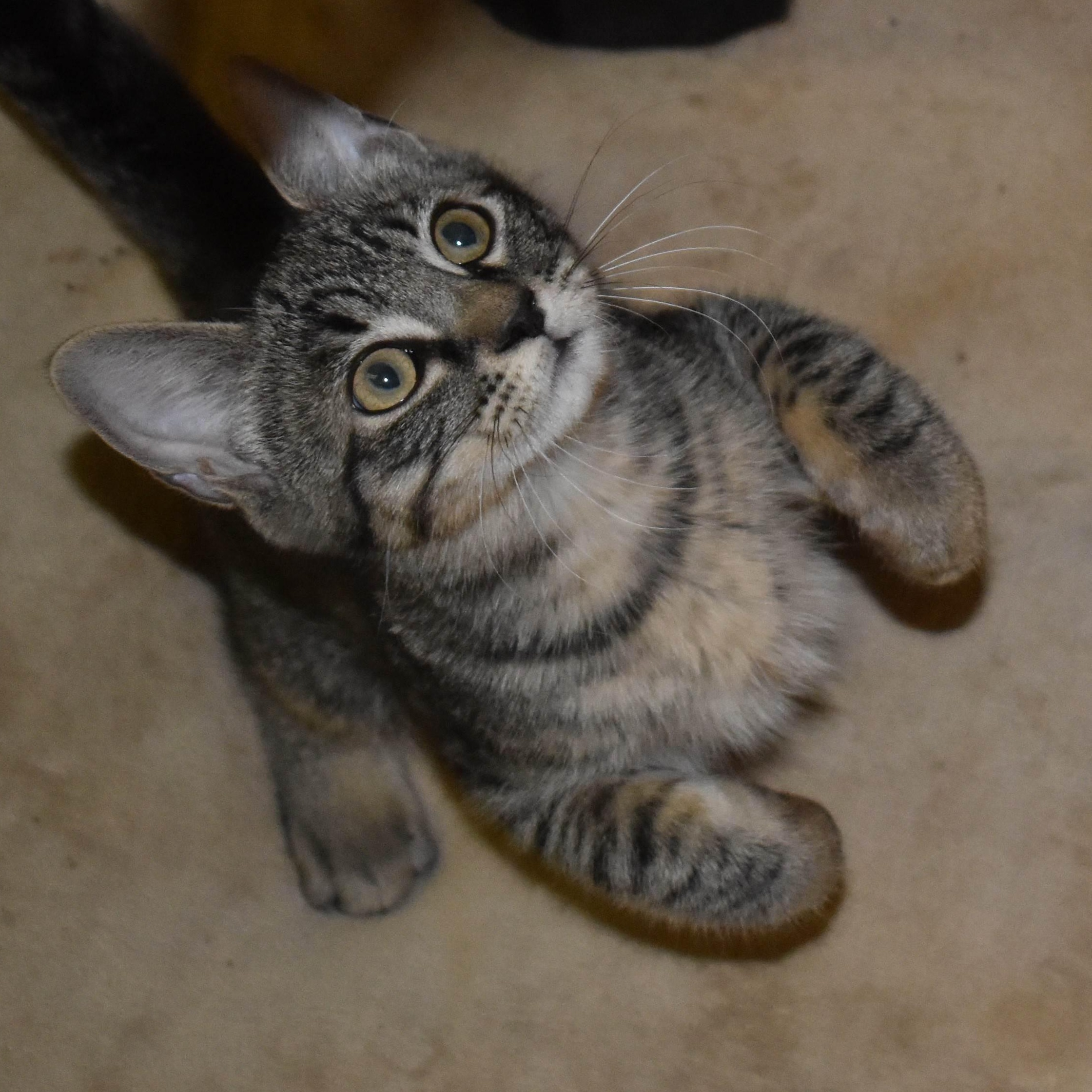 Enlarge Bilbo, a Adoptable Tabby in Colfax, CA image 5/6