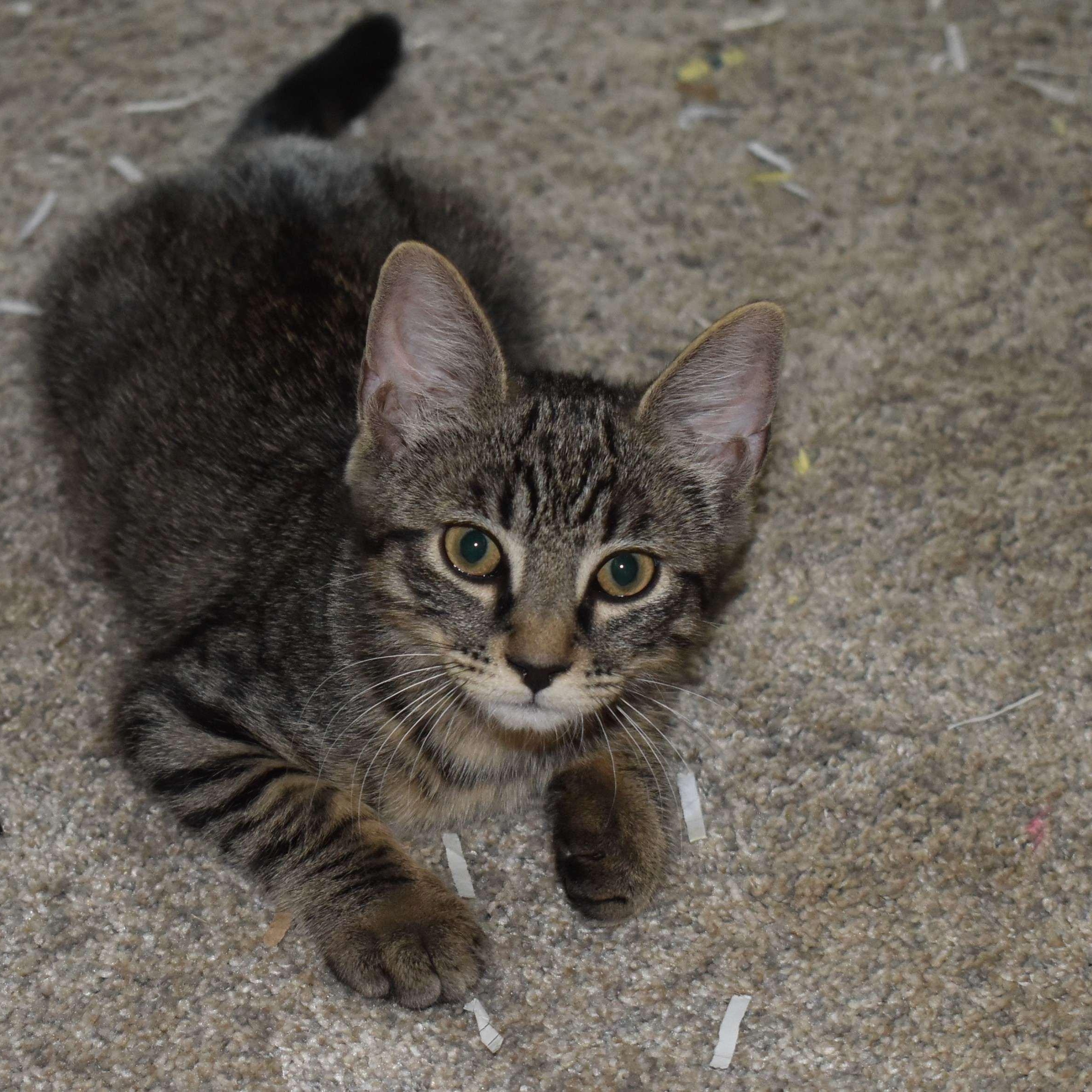 Enlarge Bilbo, a Adoptable Tabby in Colfax, CA image 1/6