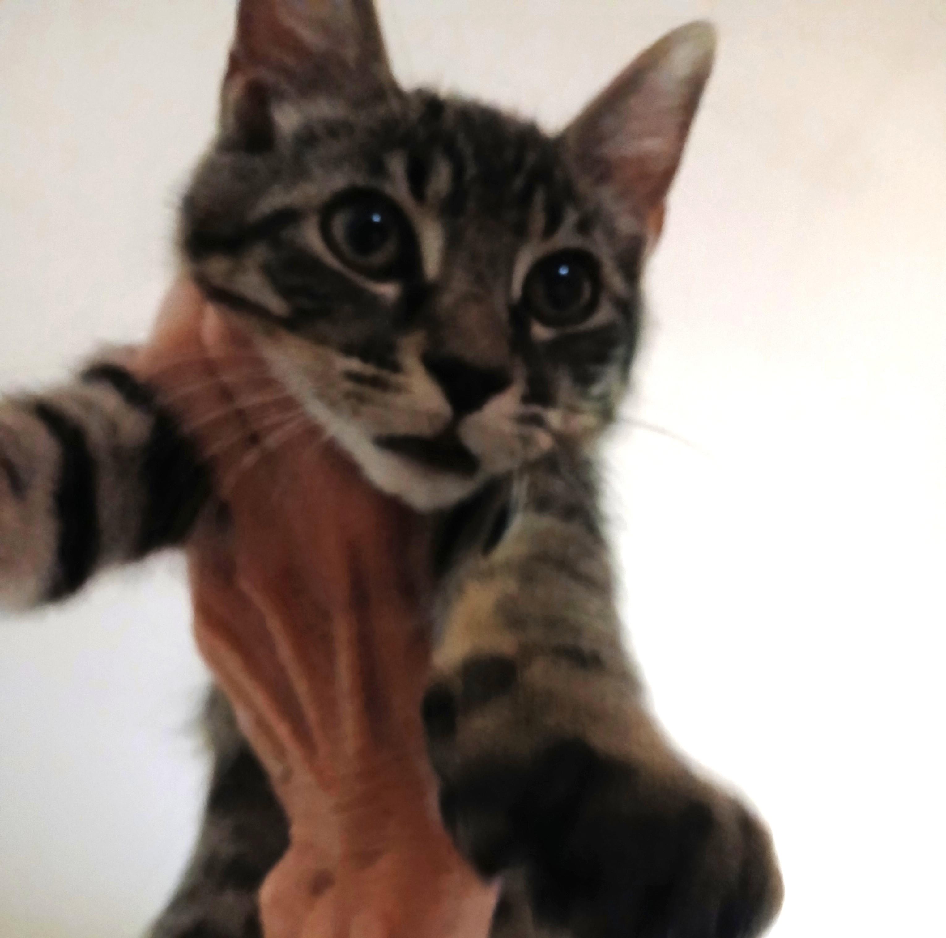 Enlarge Bilbo, a Adoptable Tabby in Colfax, CA image 3/6