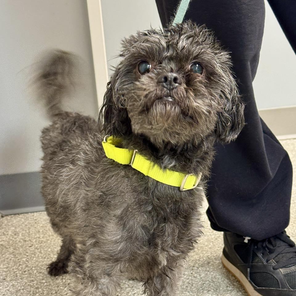 Enlarge Bentley, a Adoptable Shih Tzu in Whitehall, PA image 1/2