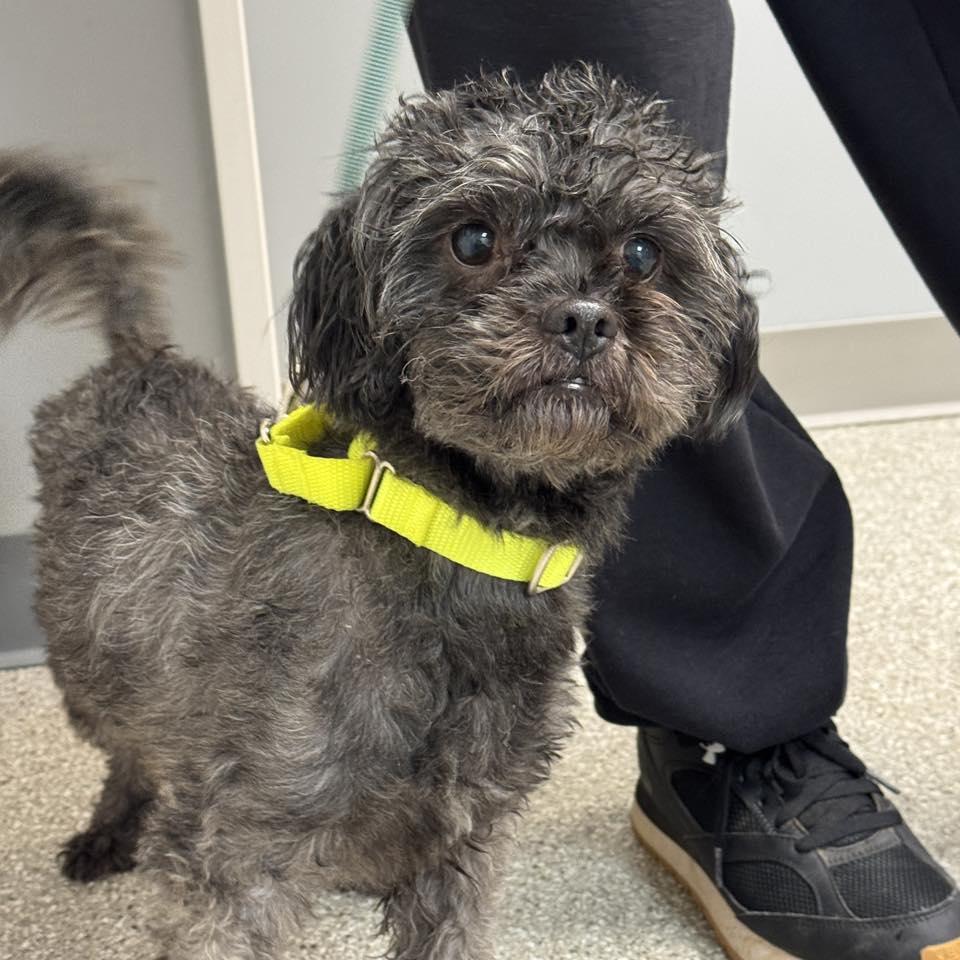Enlarge Bentley, a Adoptable Shih Tzu in Whitehall, PA image 2/2