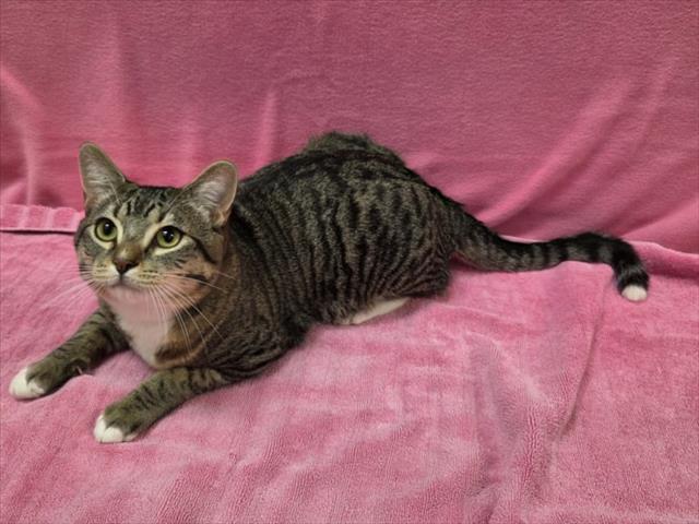 Enlarge FELIX, a Adoptable Domestic Short Hair in Norco, CA image 1/1