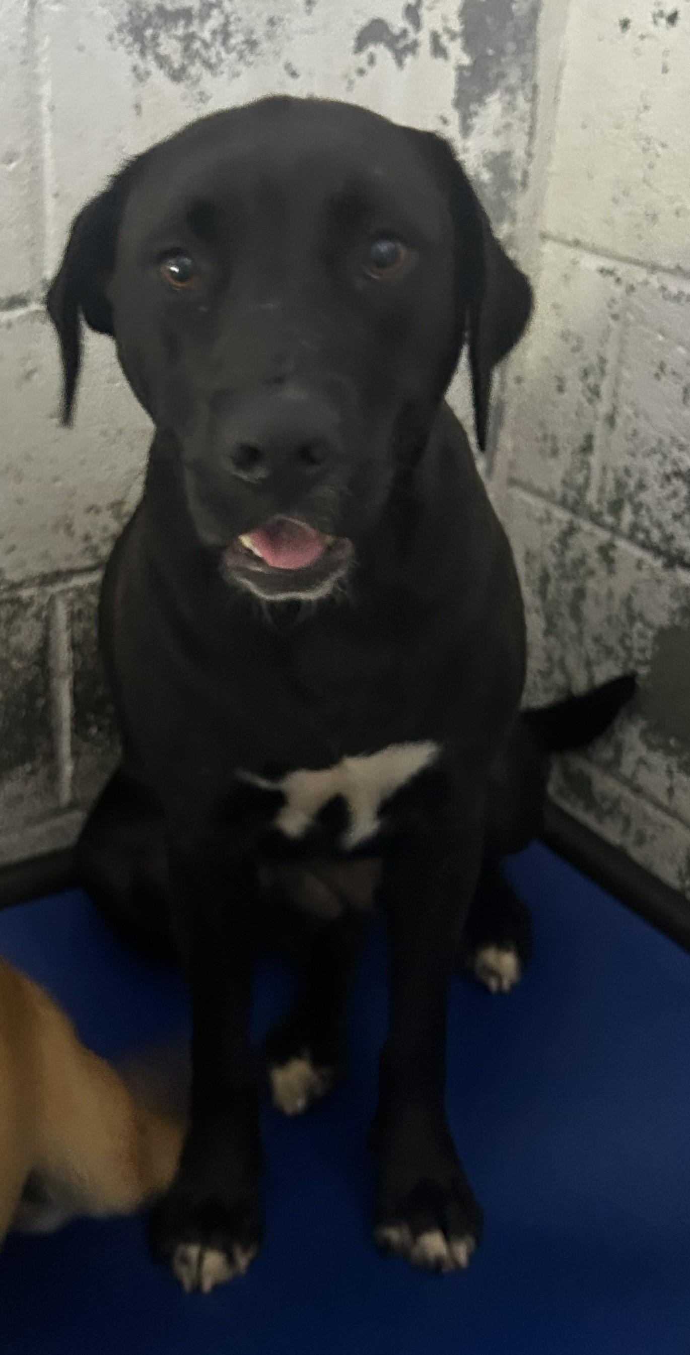 Enlarge Ruthie, a Adoptable Mixed Breed in Georgetown, SC image 1/1