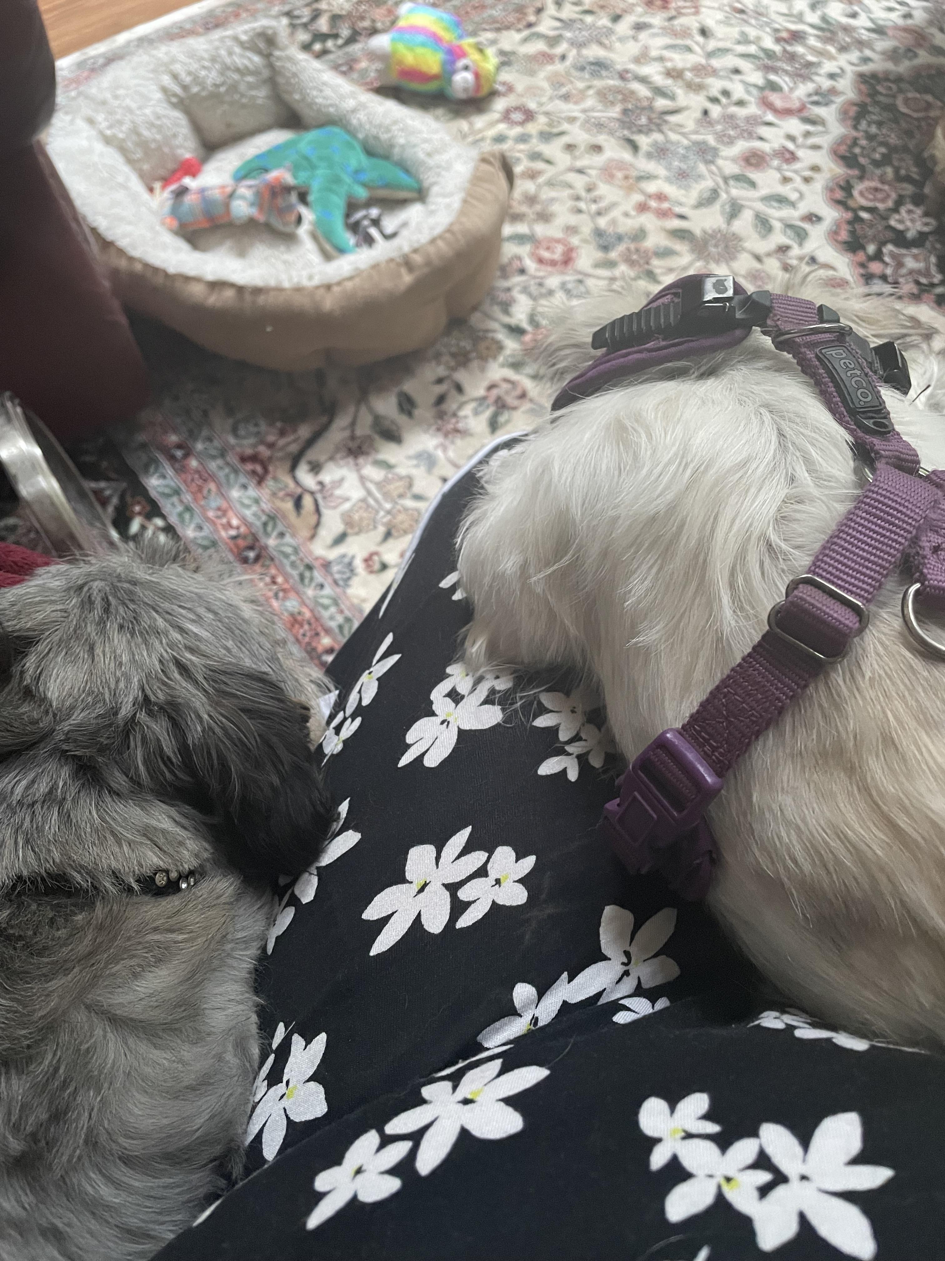 Enlarge Gigi, a Adopted mixed breed in Gig Harbor, WA image 2/6