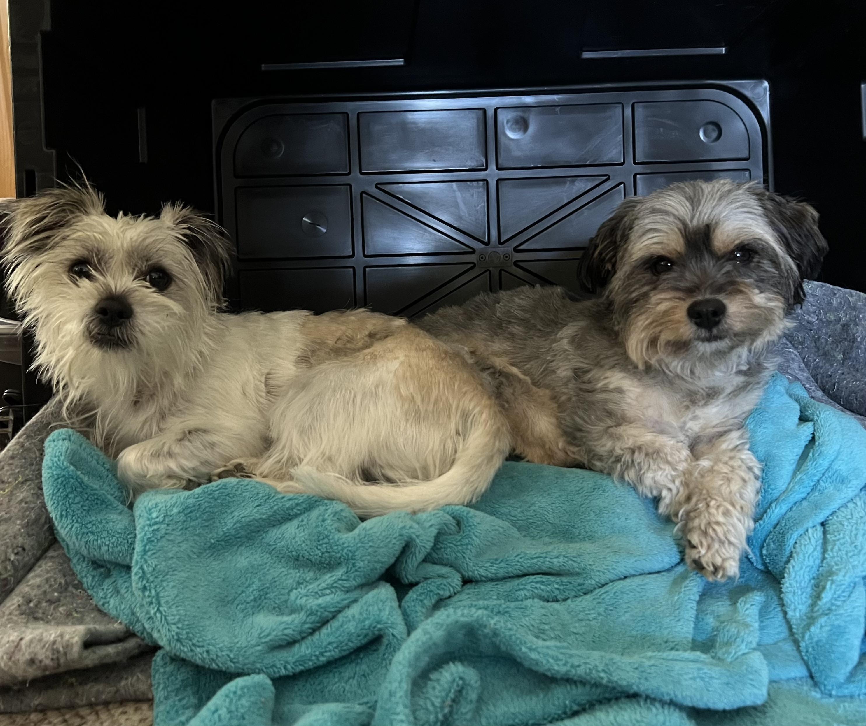 Enlarge Gigi, a Adopted mixed breed in Gig Harbor, WA image 4/6