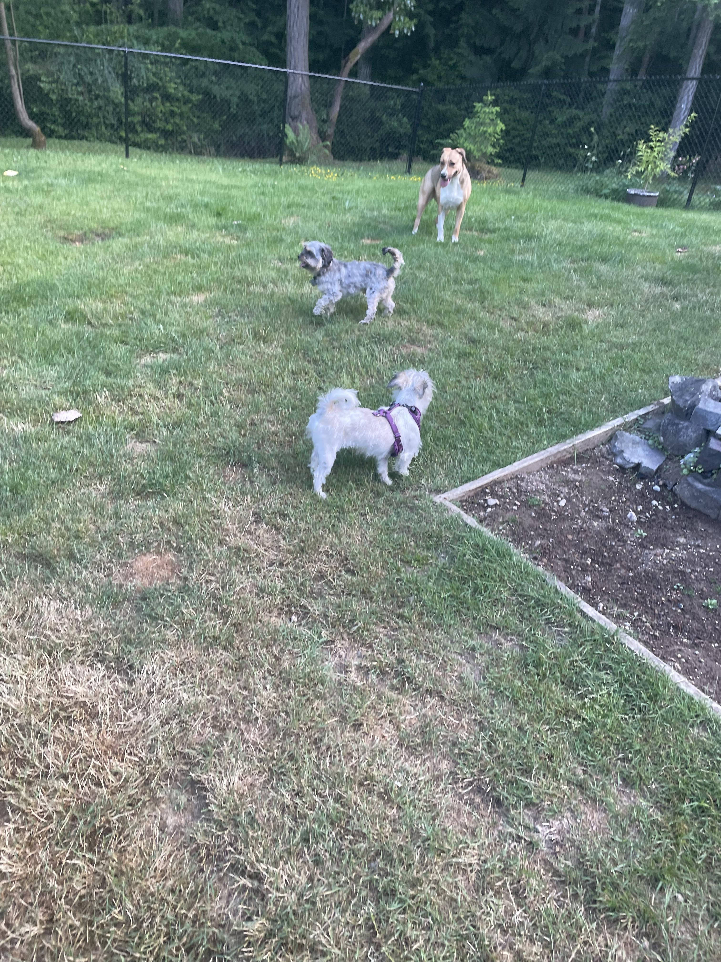 Enlarge Gigi, a Adopted mixed breed in Gig Harbor, WA image 5/6