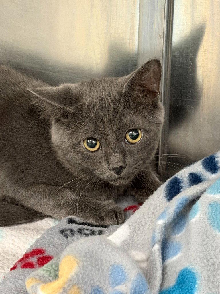 26-24 Cameron, Adoptable, Kitten Male Domestic Short Hair.