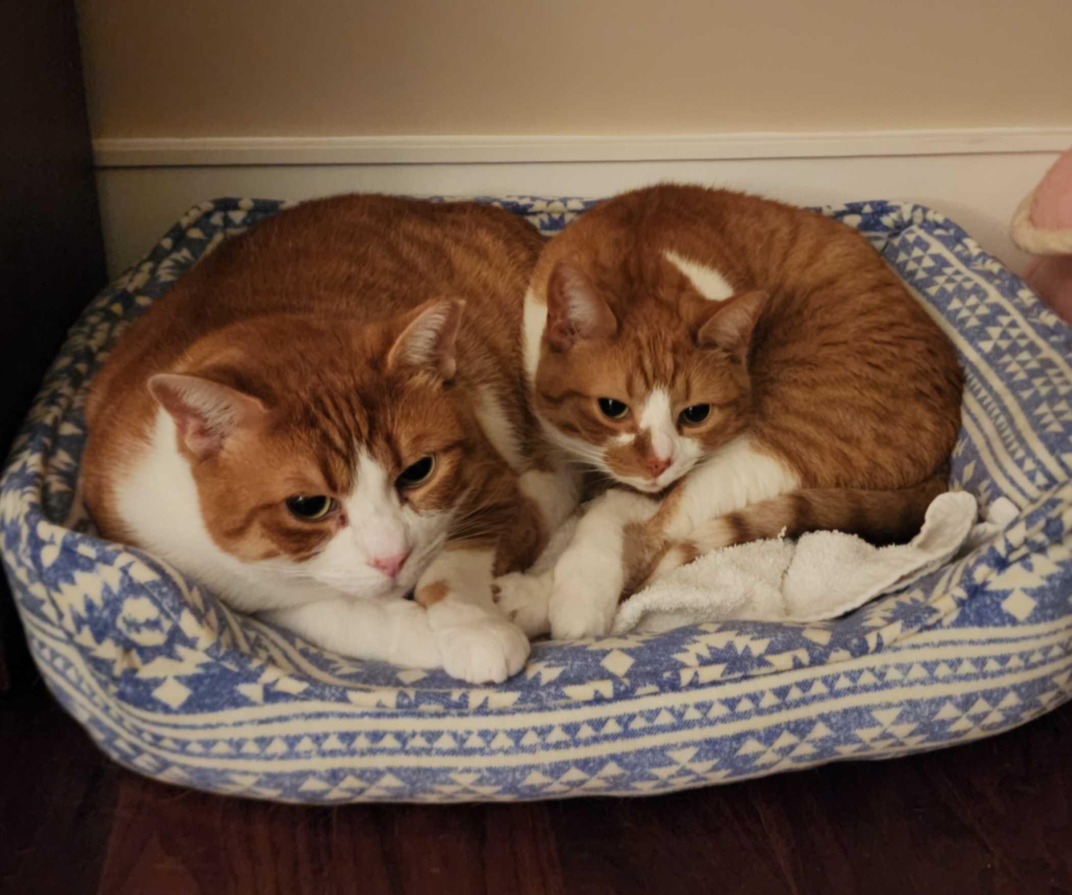 Ernest, Adoptable, Adult Male Domestic Short Hair & Tabby.