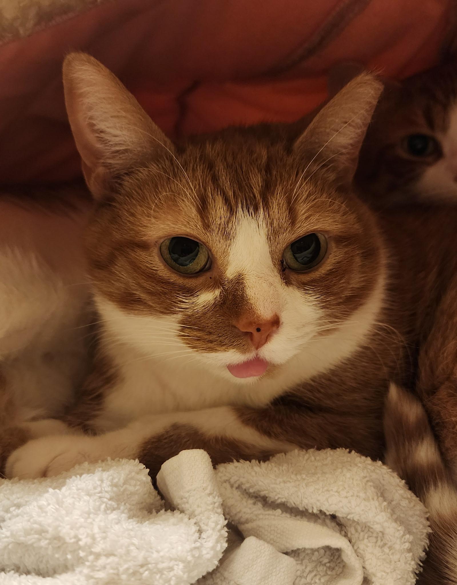 Ernest, Adoptable, Adult Male Domestic Short Hair & Tabby.