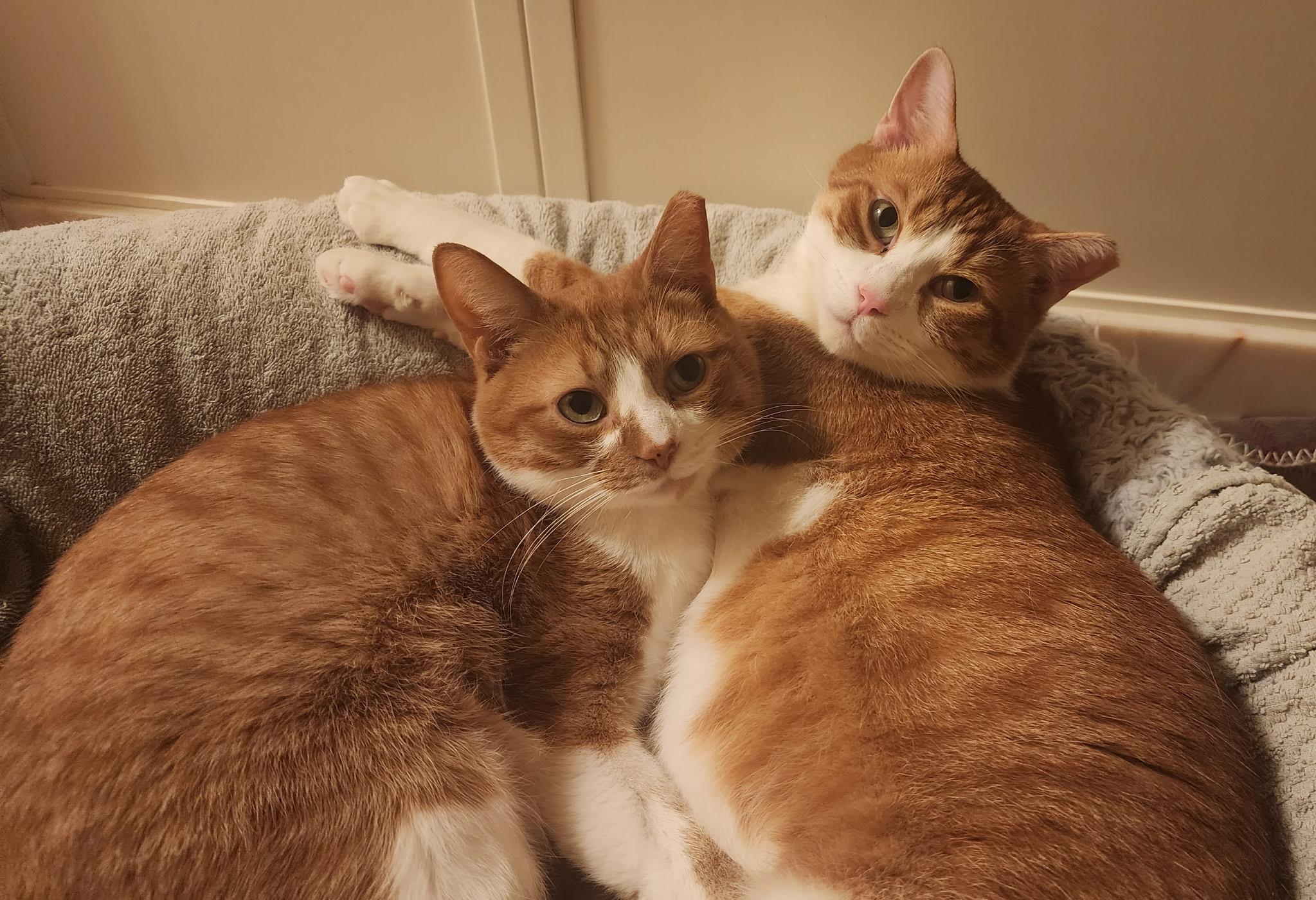 Ernest, Adoptable, Adult Male Domestic Short Hair & Tabby.