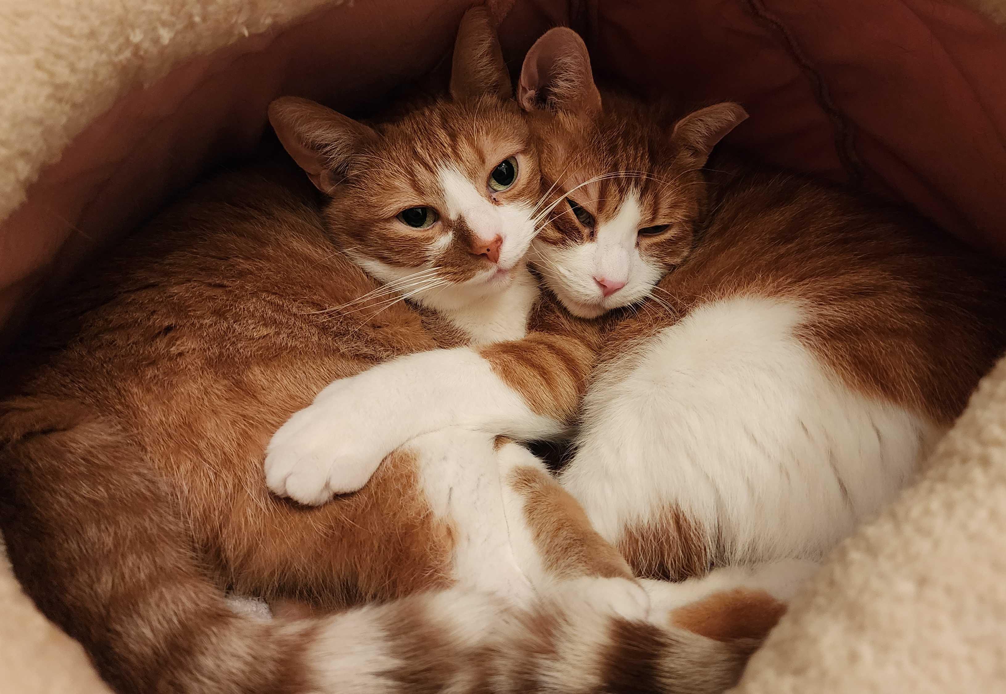 Ernest, a Adoptable mixed breed in Toronto, ON image 3/6