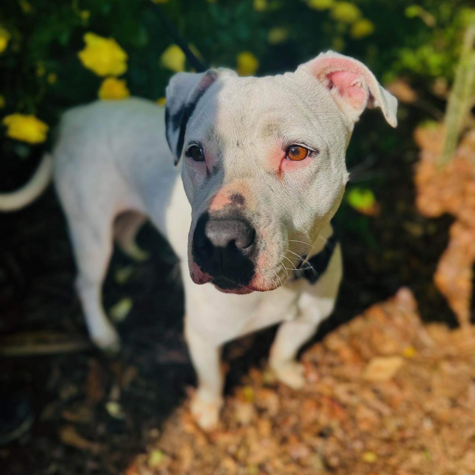 Enlarge Victoria, a Adoptable mixed breed in Phenix City, AL image 2/6