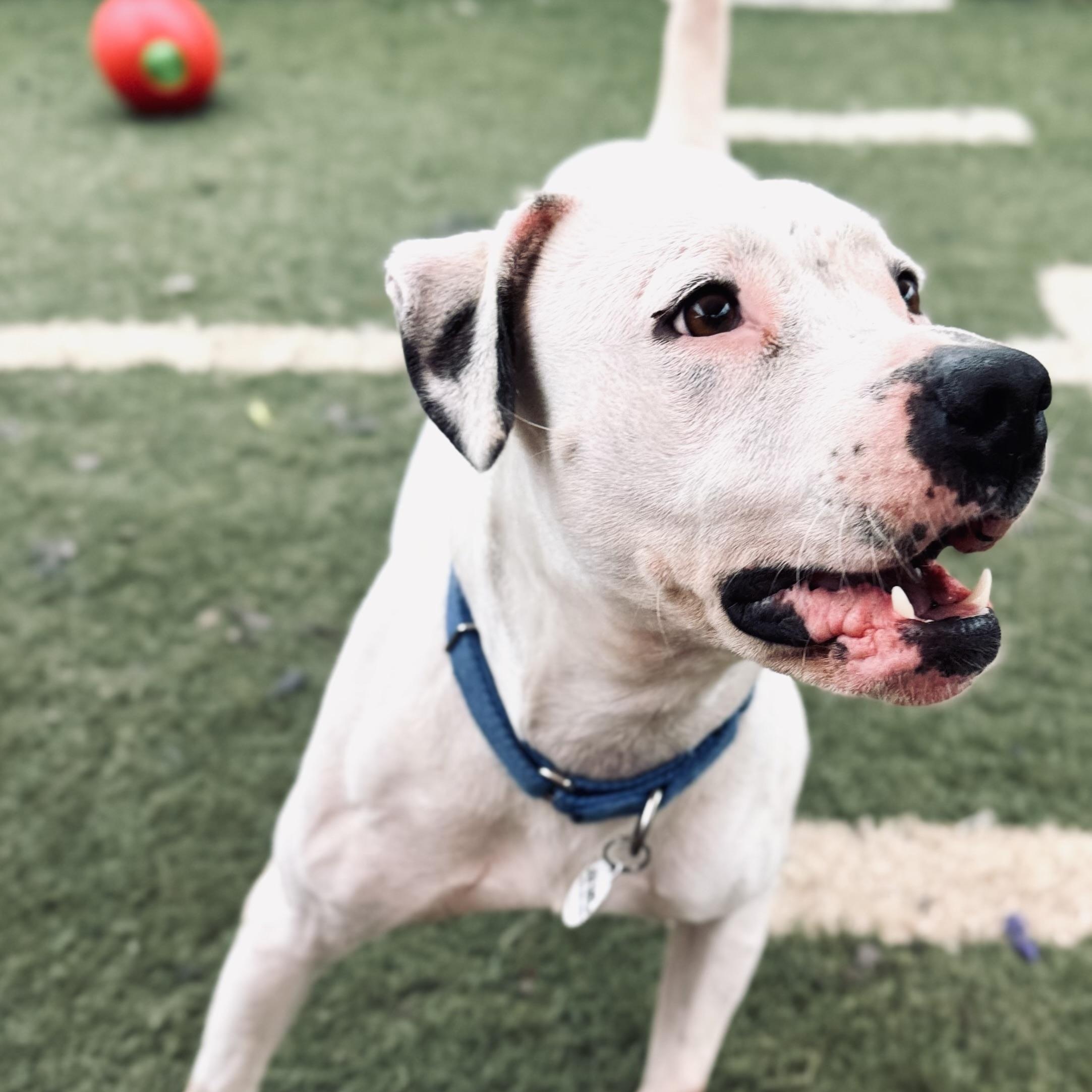 Enlarge Victoria, a Adoptable mixed breed in Phenix City, AL image 6/6