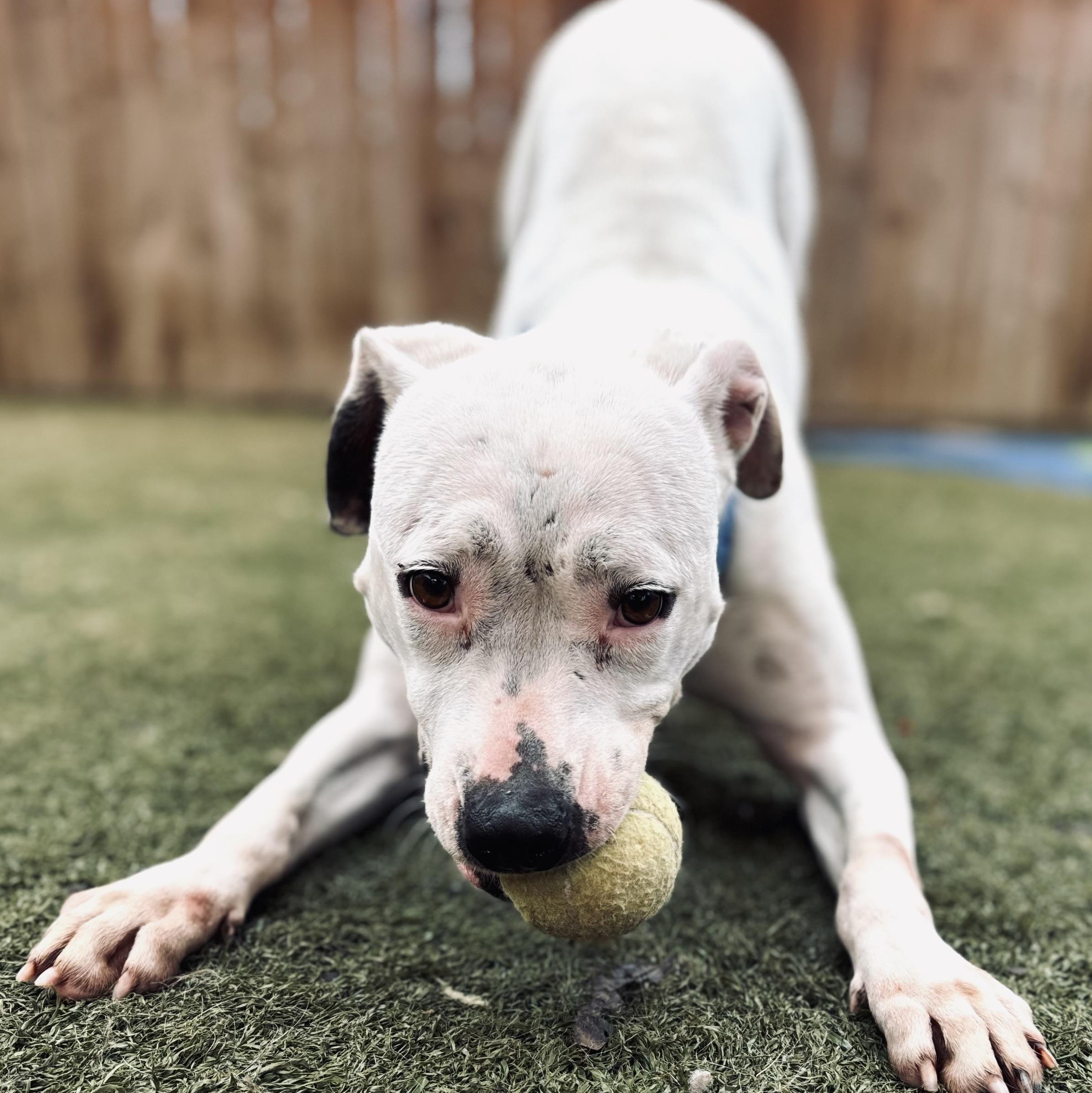 Enlarge Victoria, a Adoptable mixed breed in Phenix City, AL image 3/6