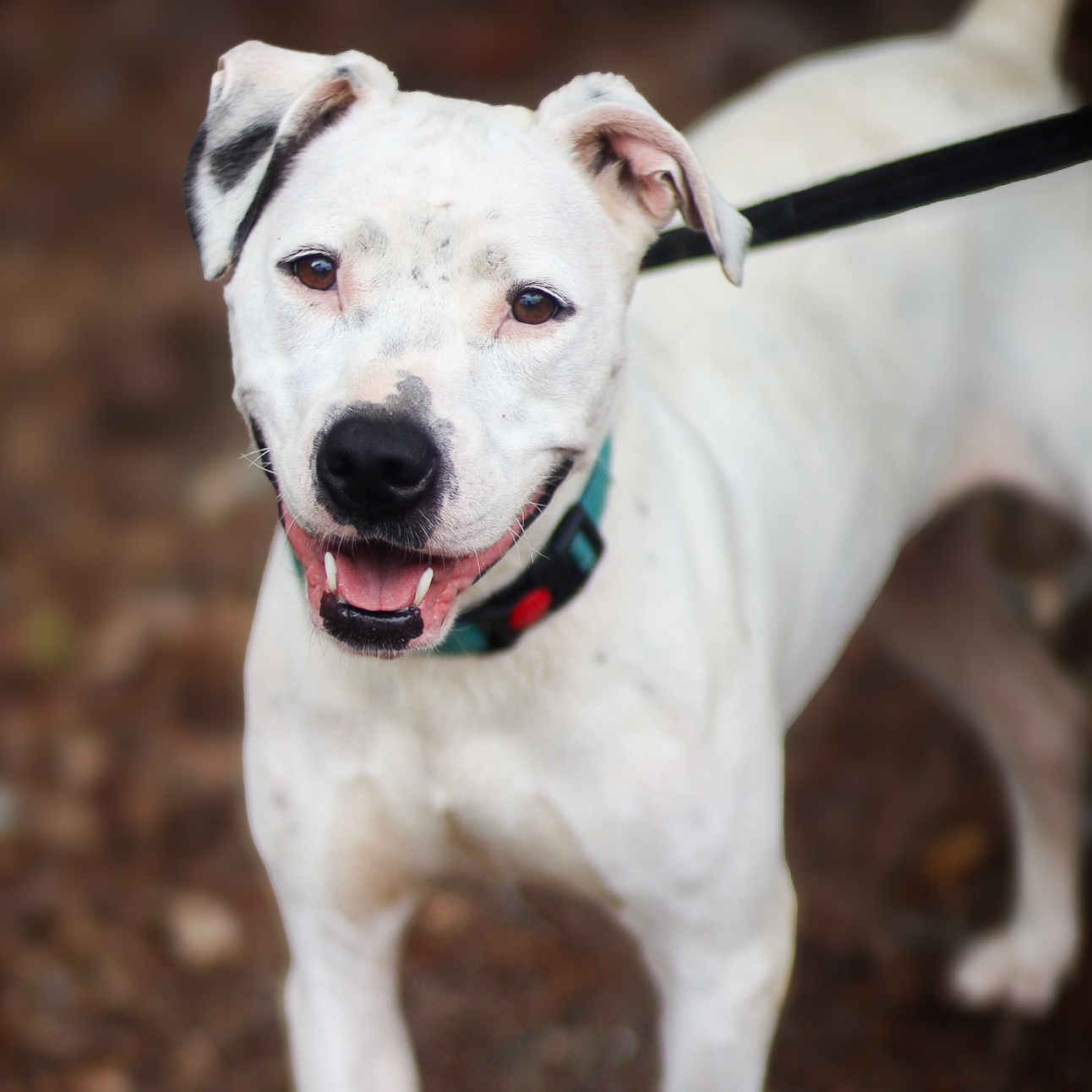 Victoria, Adoptable, Adult Female American Bulldog & Staffordshire Bull Terrier.