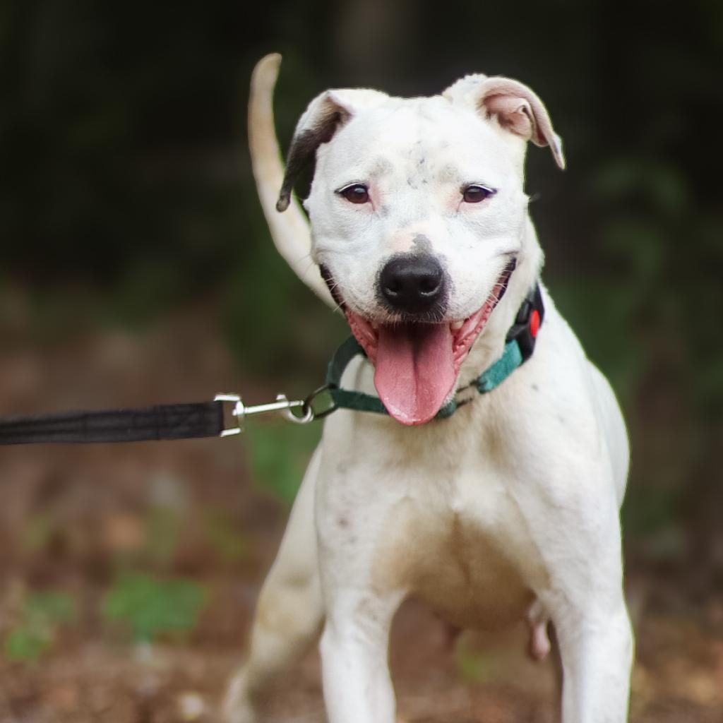 Enlarge Victoria, a Adoptable mixed breed in Phenix City, AL image 5/6