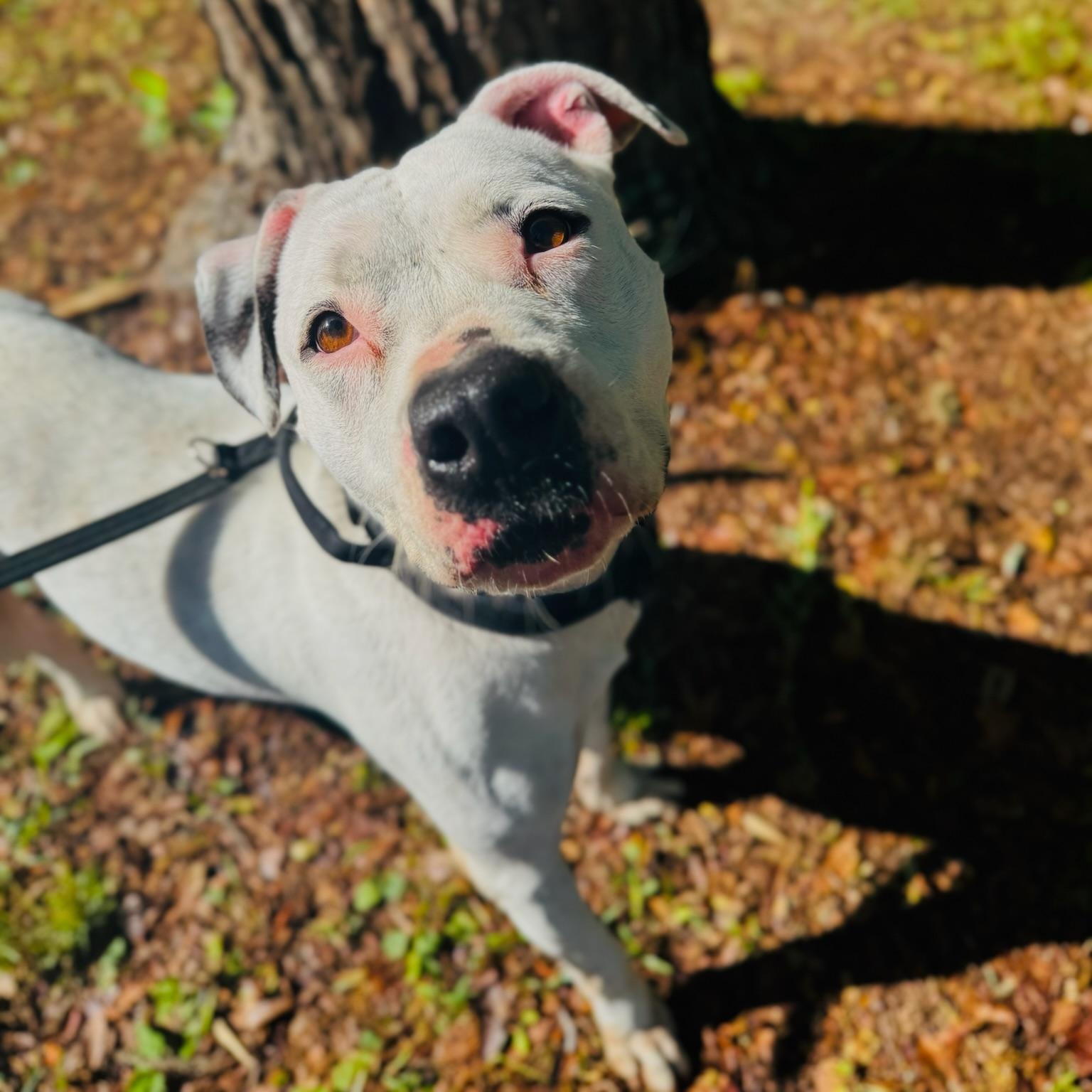 Enlarge Victoria, a Adoptable mixed breed in Phenix City, AL image 4/6