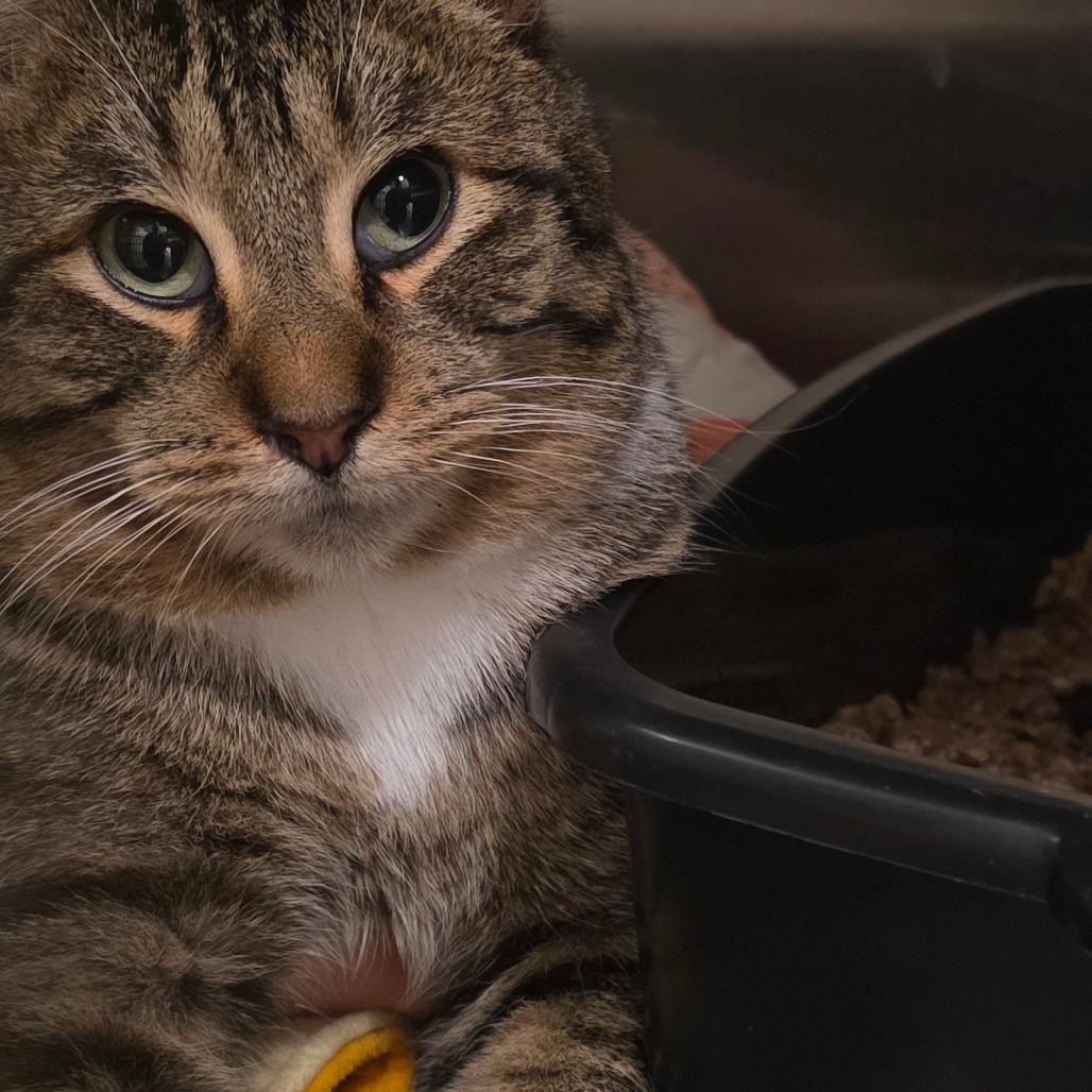 Clark Griswold, Adoptable, Adult Male Domestic Short Hair.