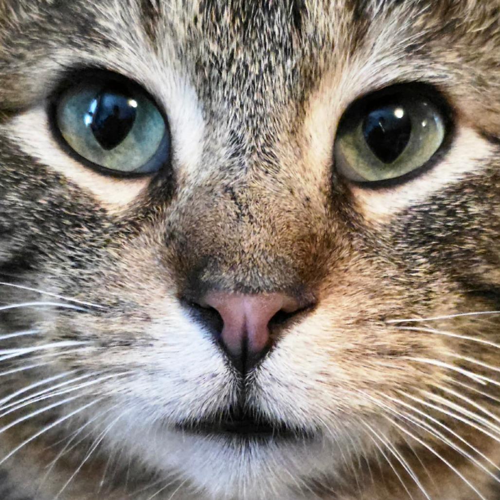 Enlarge Clark Griswold, a Adoptable Domestic Short Hair in Glenfield, NY image 2/6