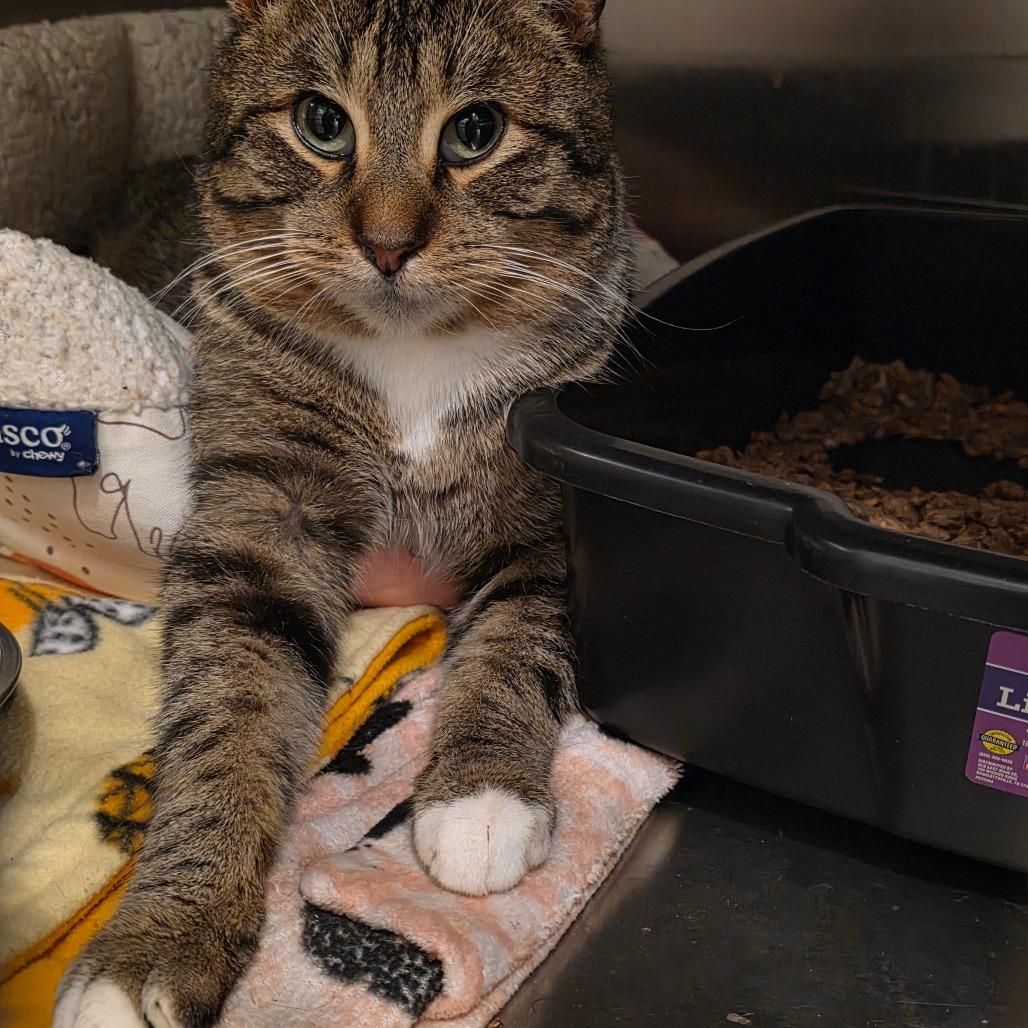 Enlarge Clark Griswold, a Adoptable Domestic Short Hair in Glenfield, NY image 3/6