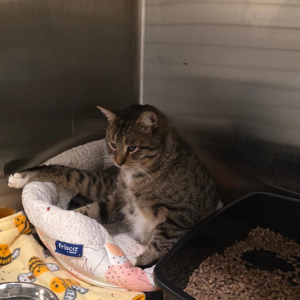 Enlarge Clark Griswold, a Adoptable Domestic Short Hair in Glenfield, NY image 4/6