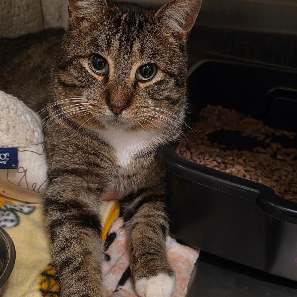 Enlarge Clark Griswold, a Adoptable Domestic Short Hair in Glenfield, NY image 5/6