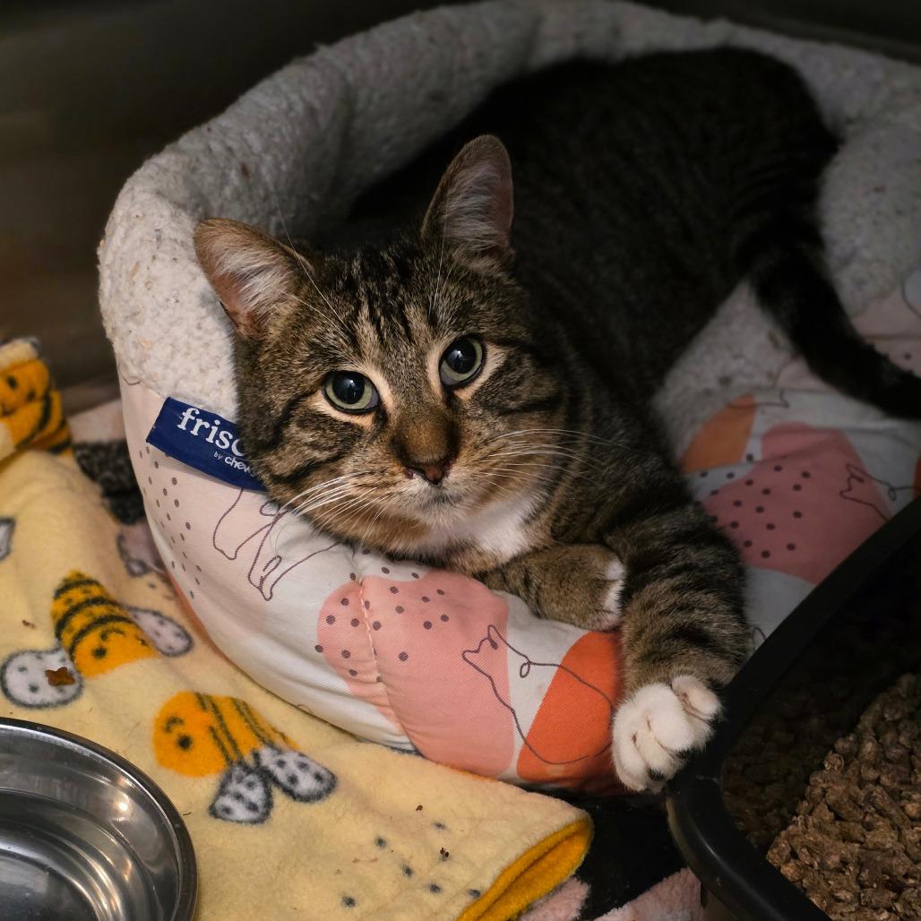 Enlarge Clark Griswold, a Adoptable Domestic Short Hair in Glenfield, NY image 6/6