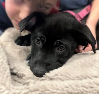 Partridge, Adoptable, Puppy Male Shepherd & Terrier.