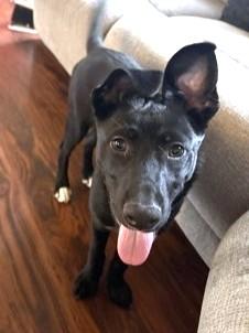 Partridge, Adoptable, Puppy Male Shepherd & Terrier.