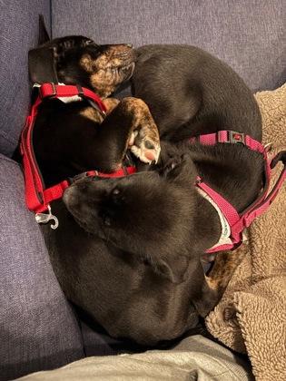 Enlarge Partridge, a Adoptable mixed breed in Washington, DC image 2/3