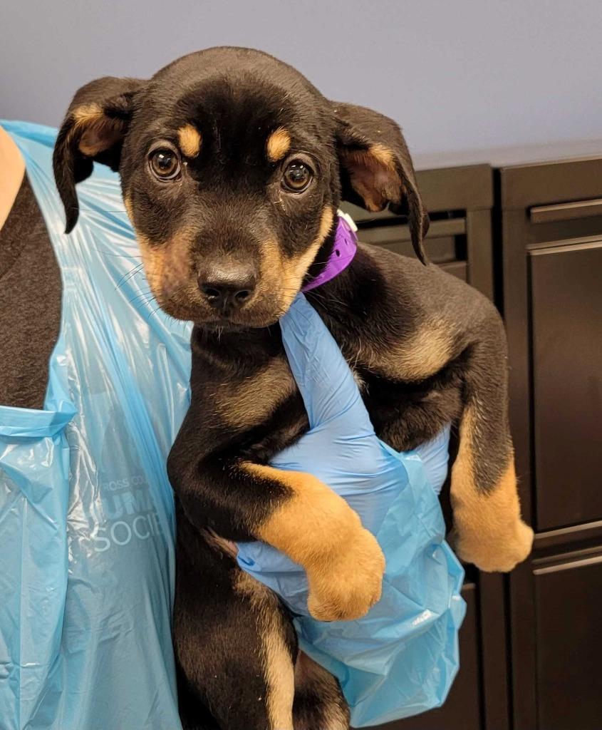 Enlarge Flag Day, a Adoptable mixed breed in Chillicothe, OH image 1/1