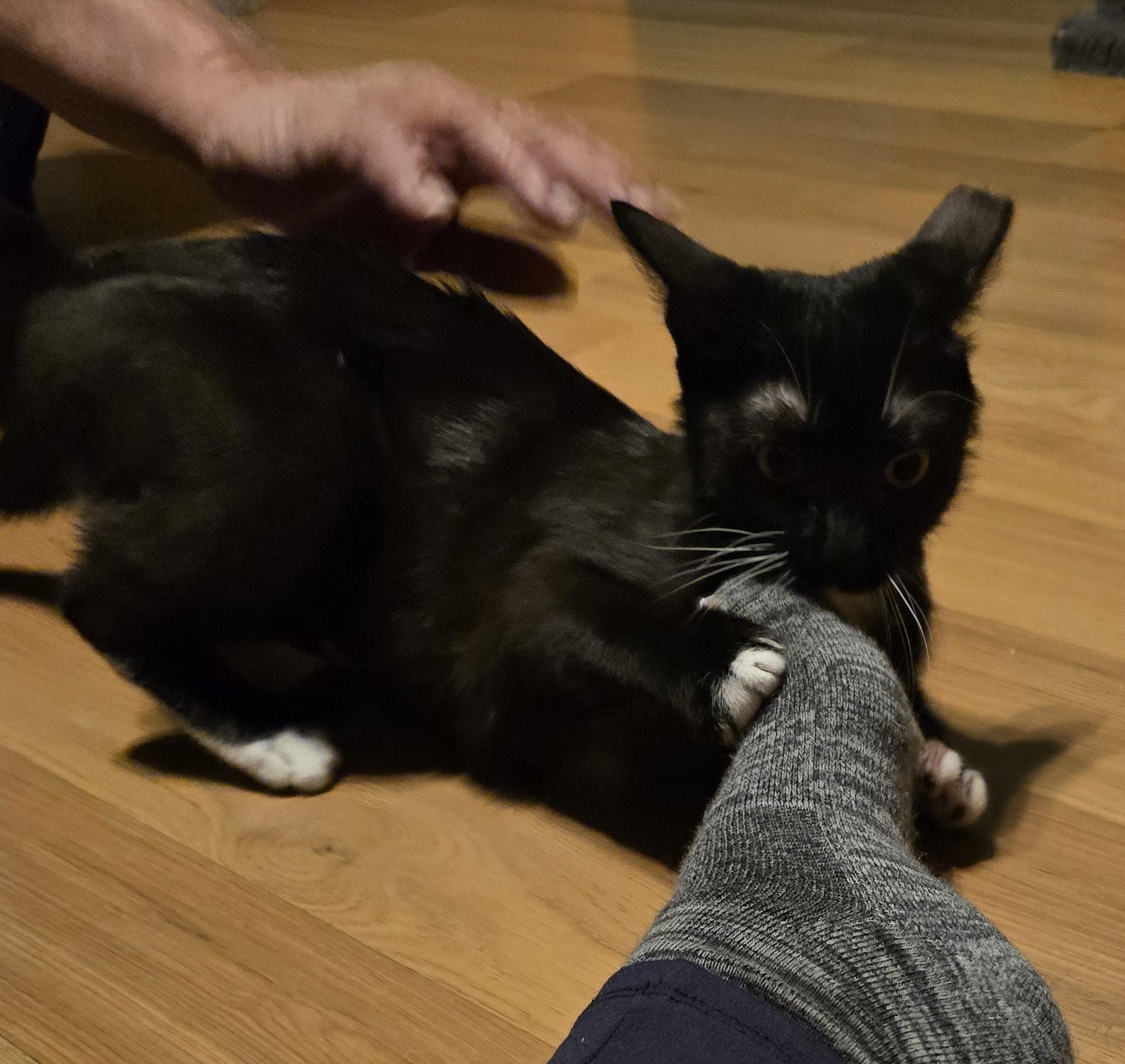 Lena, a Adoptable mixed breed in Tracy, CA image 2/3