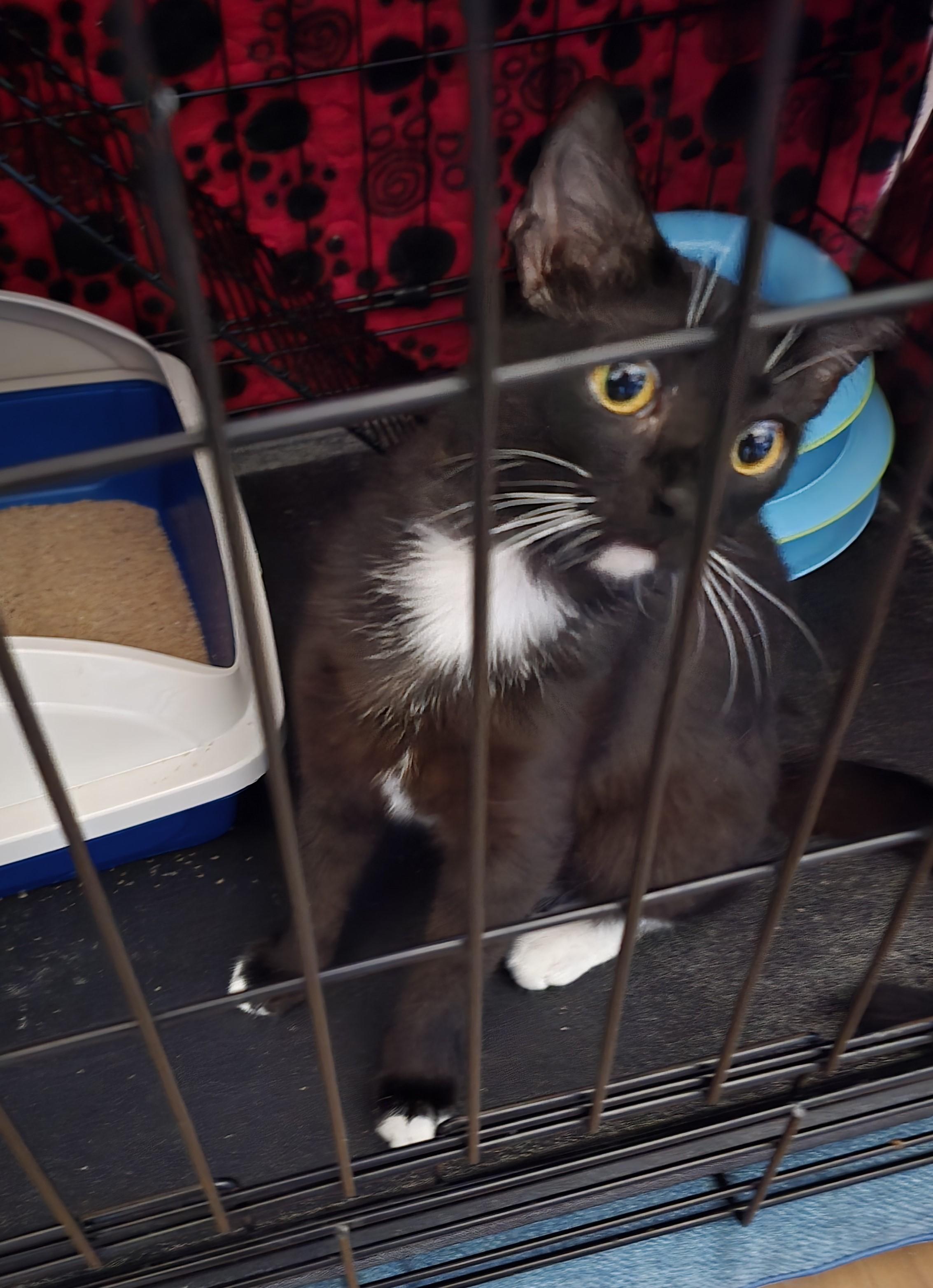 Lena, a Adoptable mixed breed in Tracy, CA image 3/3