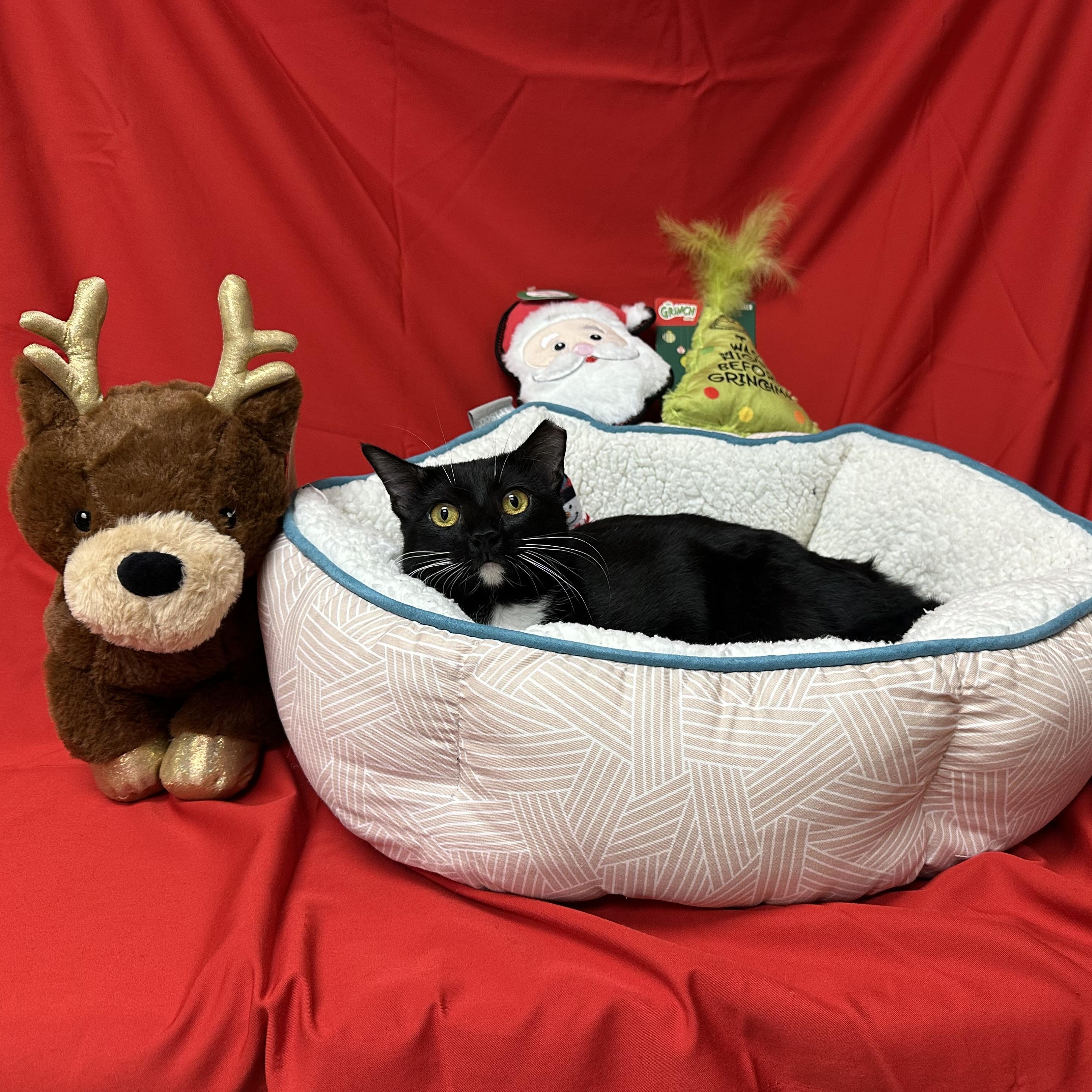 Lena, Adoptable, Young Female Tuxedo & Domestic Short Hair.