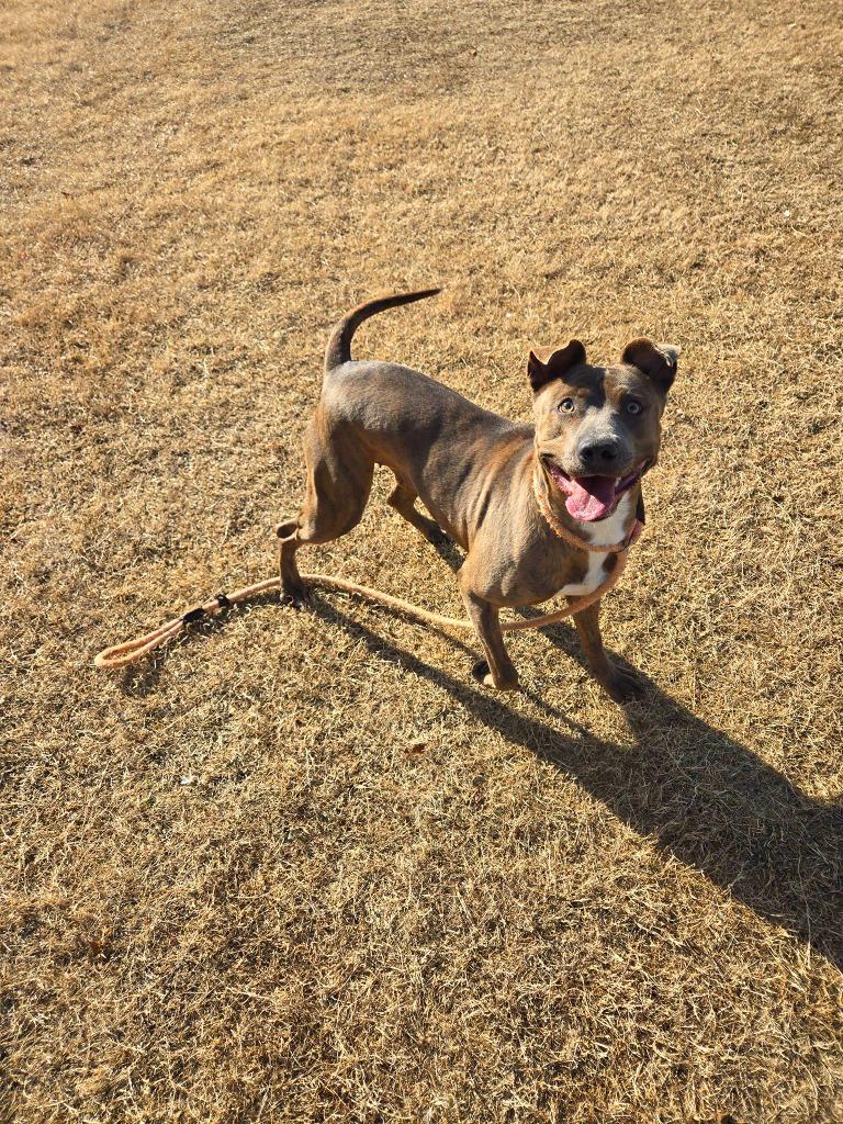 Jenabell, Adoptable, Young Female Terrier.