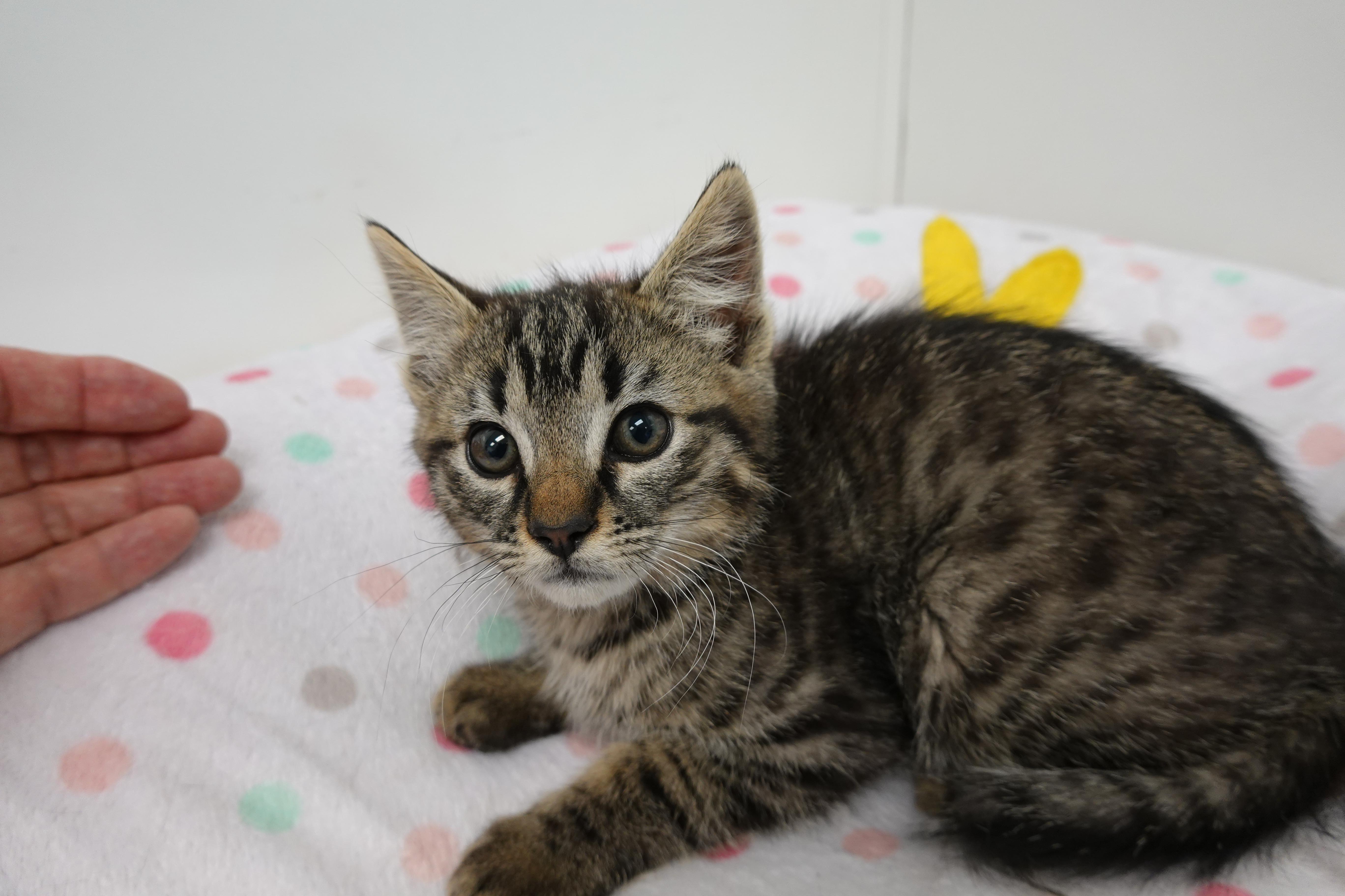 Milton, an adoptable Domestic Short Hair, Tabby in Anaconda, MT, 59711 | Photo Image 2