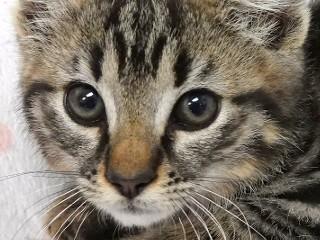 Milton, an adoptable Domestic Short Hair, Tabby in Anaconda, MT, 59711 | Photo Image 1