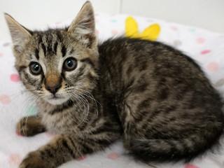 Milton, an adoptable Domestic Short Hair, Tabby in Anaconda, MT, 59711 | Photo Image 3