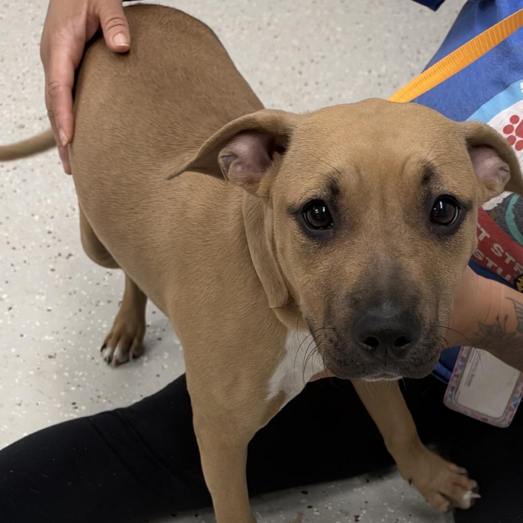 Daisy, Adopted, Puppy Female Pit Bull Terrier.