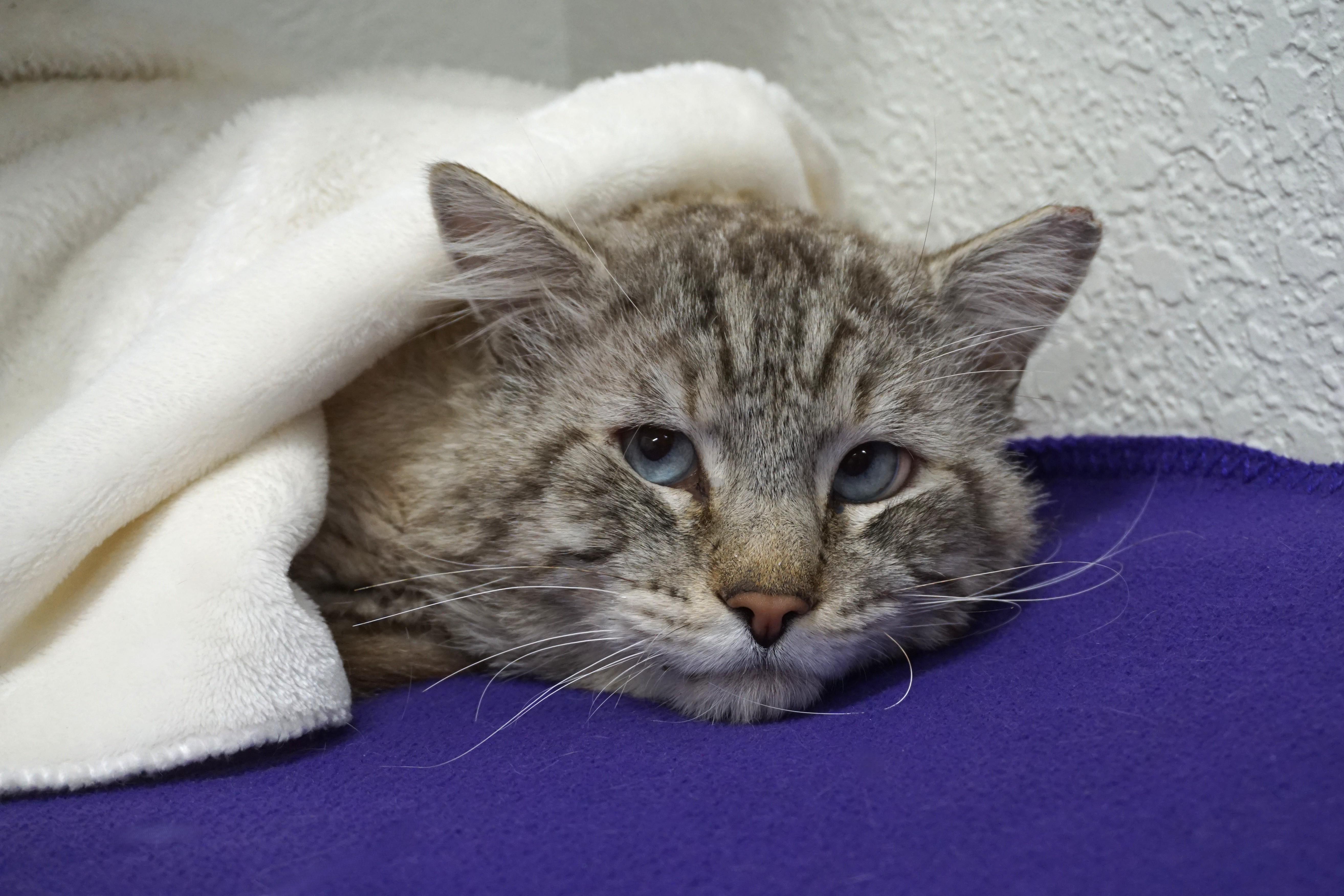 Enlarge Makai, a ADOPTABLE Snowshoe in Fountain Hills, AZ image 3/3