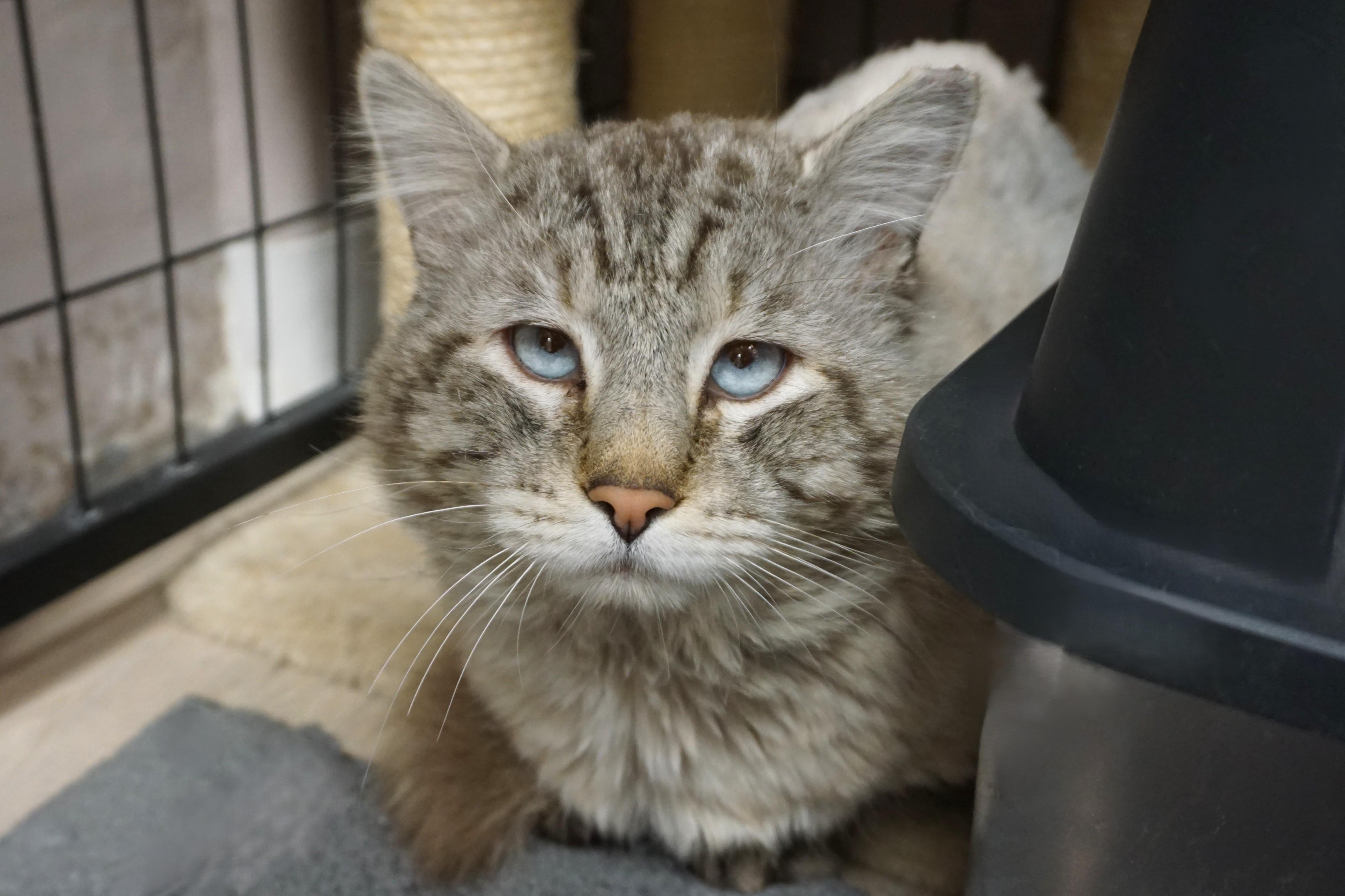 Enlarge Makai, a ADOPTABLE Snowshoe in Fountain Hills, AZ image 1/3