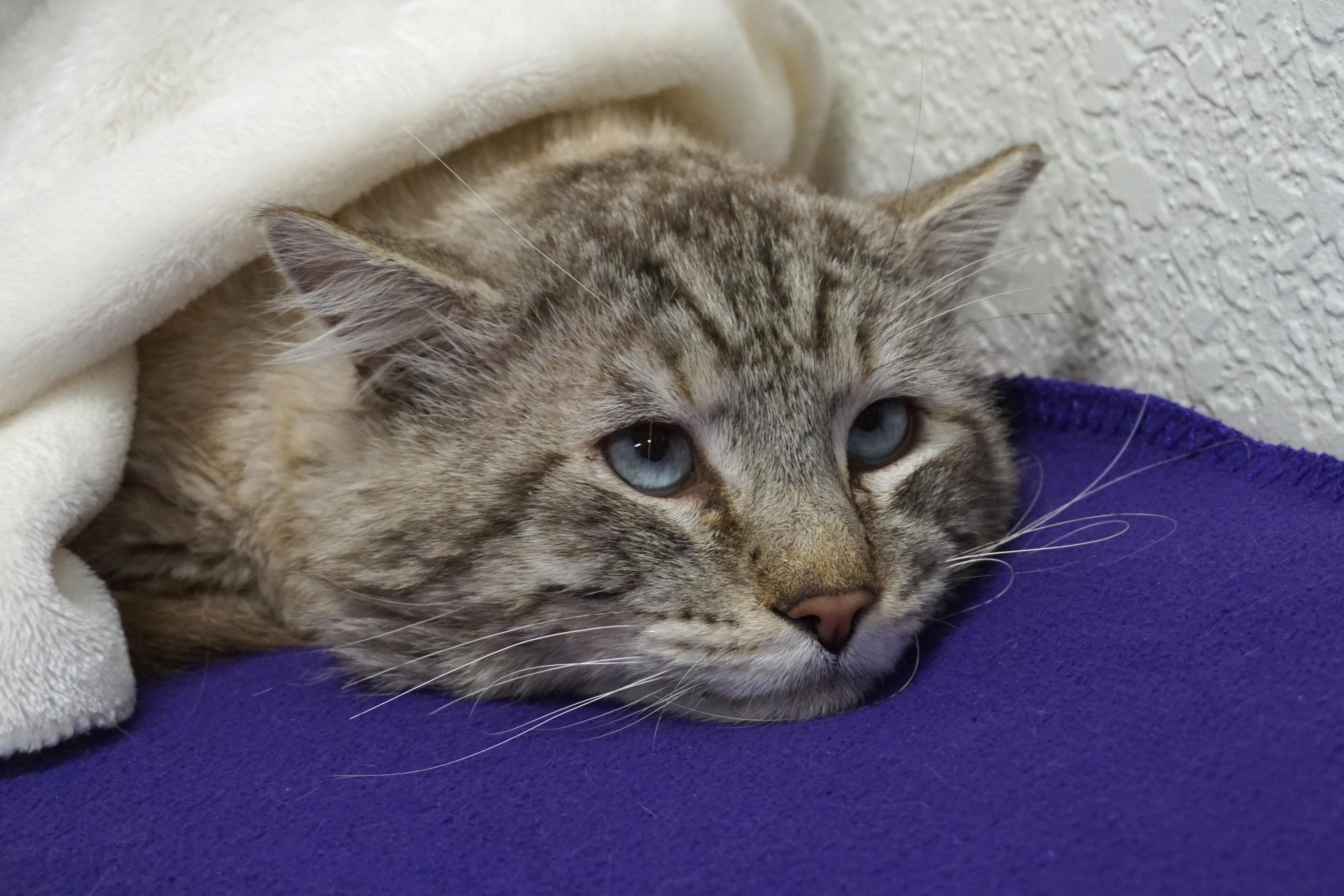 Enlarge Makai, a ADOPTABLE Snowshoe in Fountain Hills, AZ image 2/3